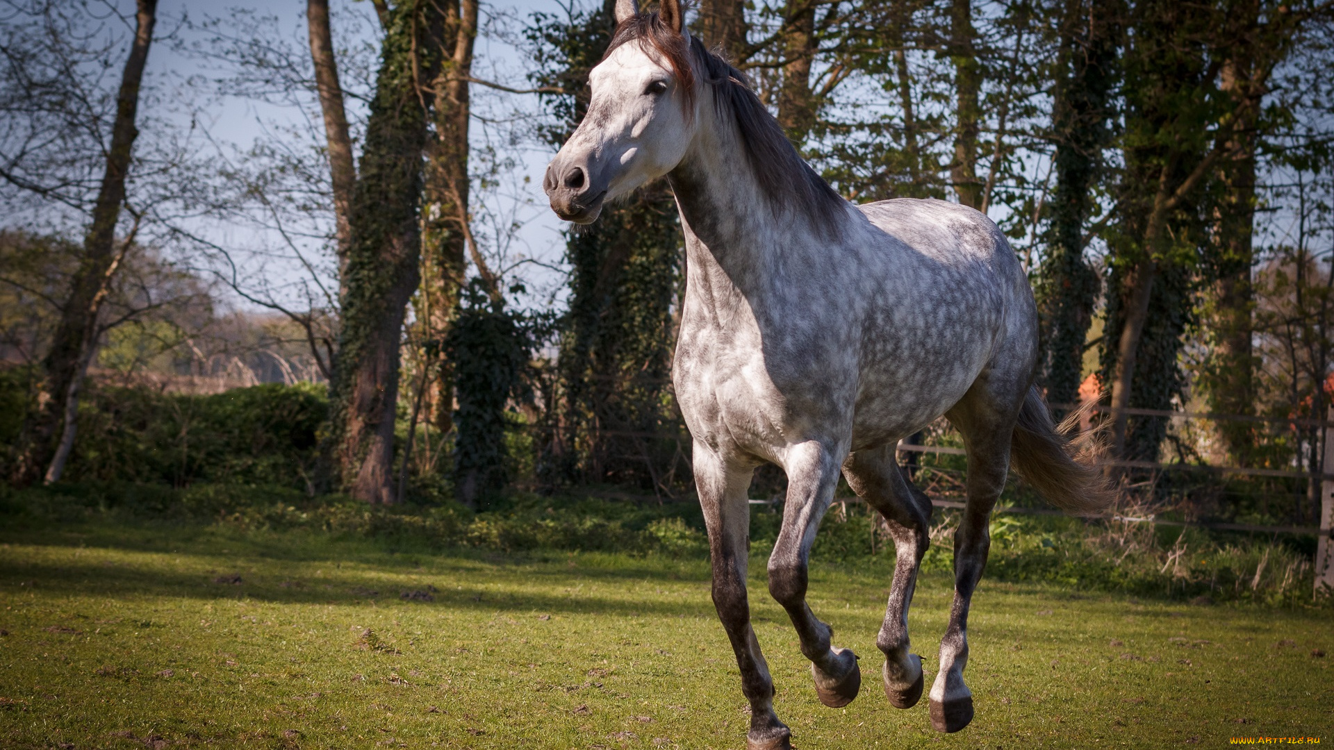 животные, лошади, лошадь, окрас, грива, большая