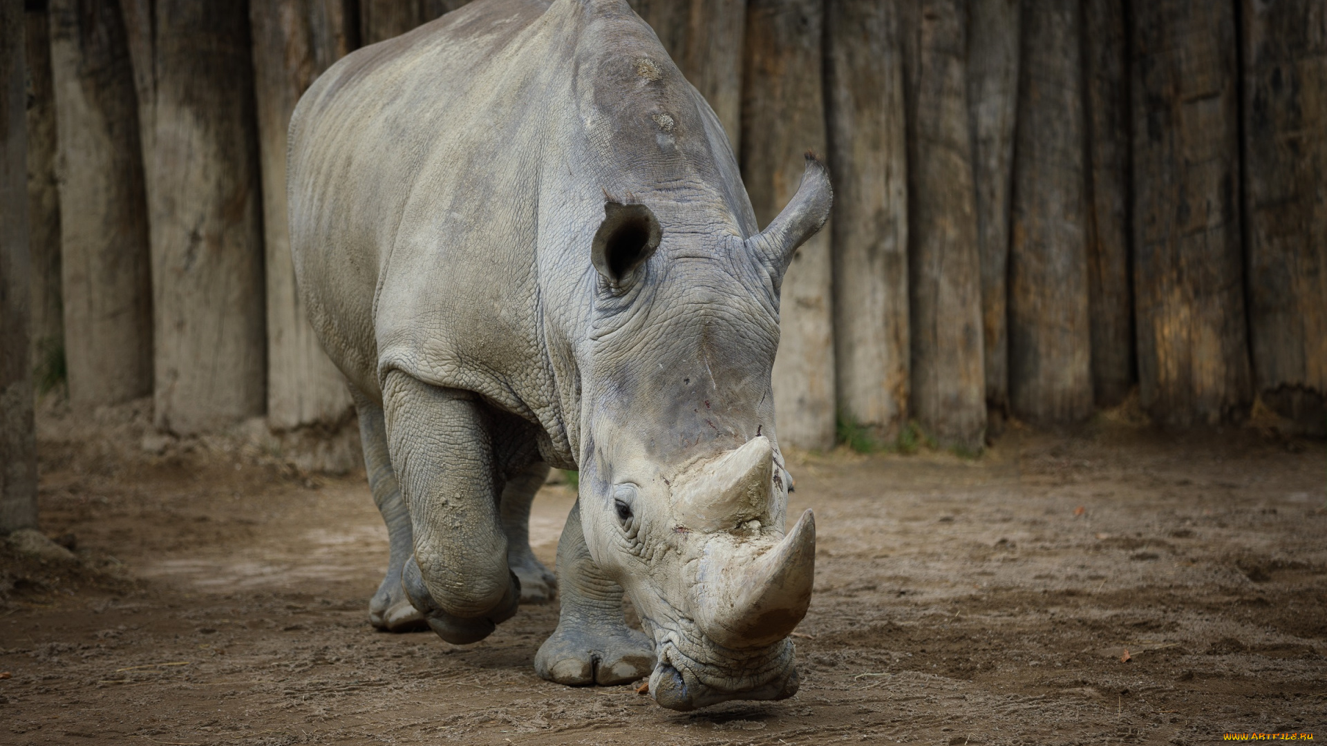 животные, носороги, весна, зоопарк, носорог