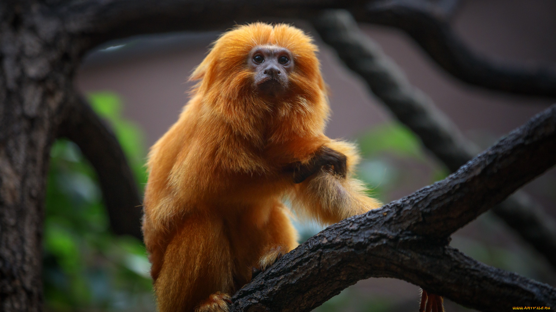 животные, обезьяны, золотой, лангур, зоопарк, мартышка, примат