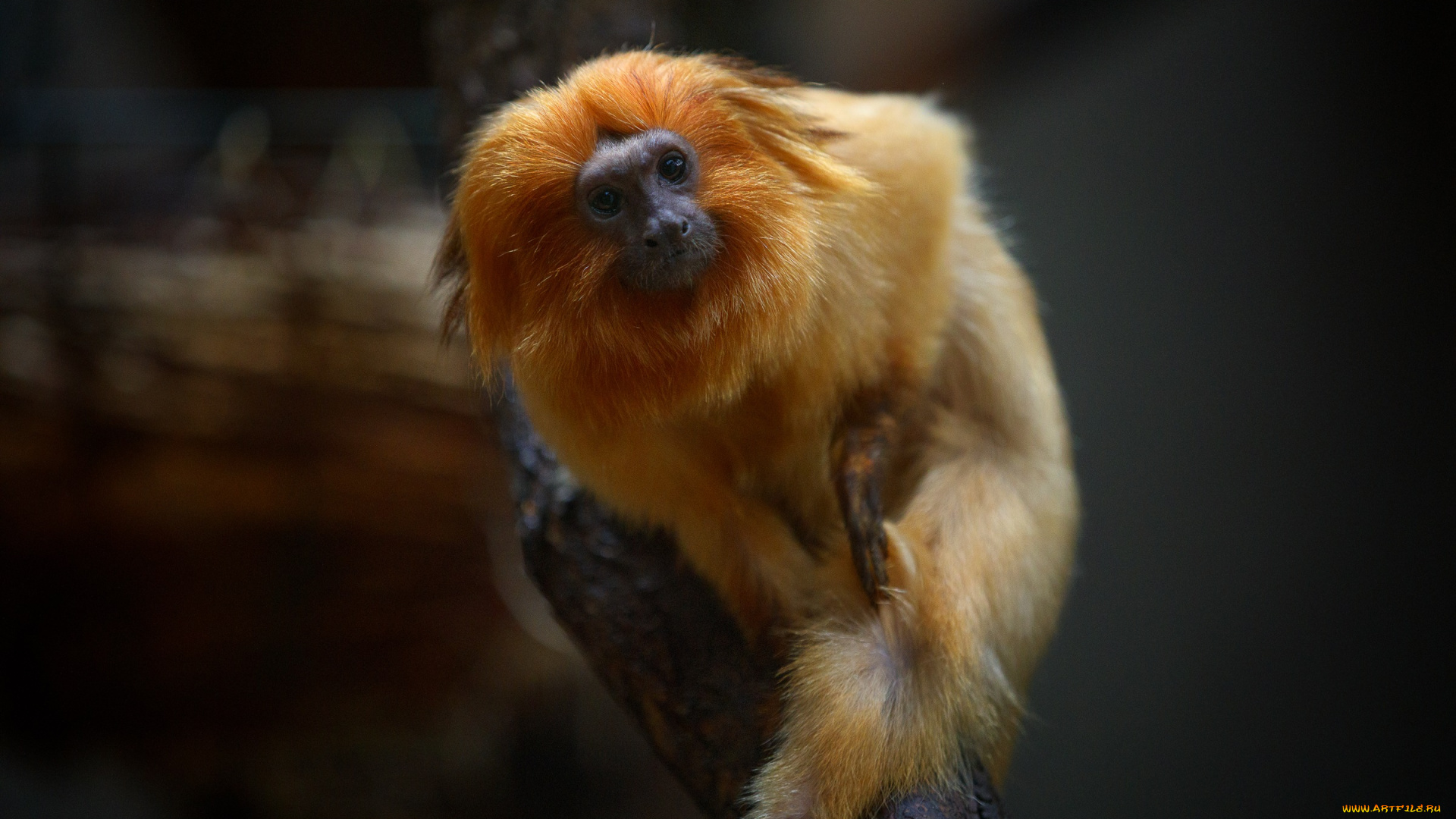животные, обезьяны, золотой, лангур, зоопарк, мартышка, примат