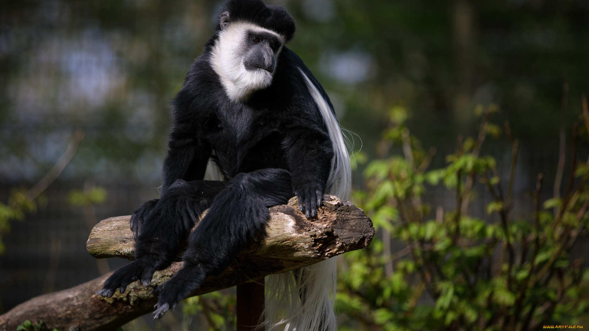 животные, обезьяны, зоопарк, колобус, обезьяна