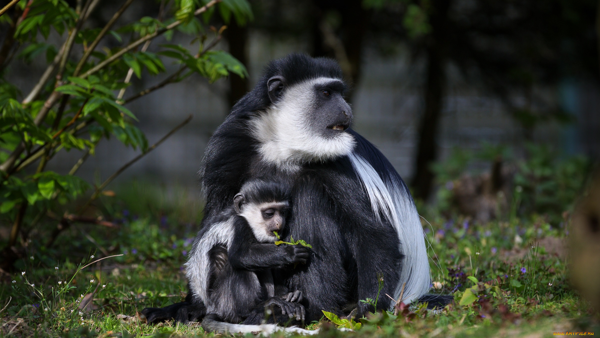 животные, обезьяны, зоопарк, колобус, обезьяна