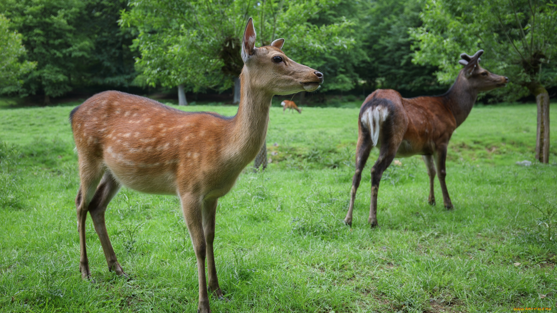 животные, олени, звери, лето, природа