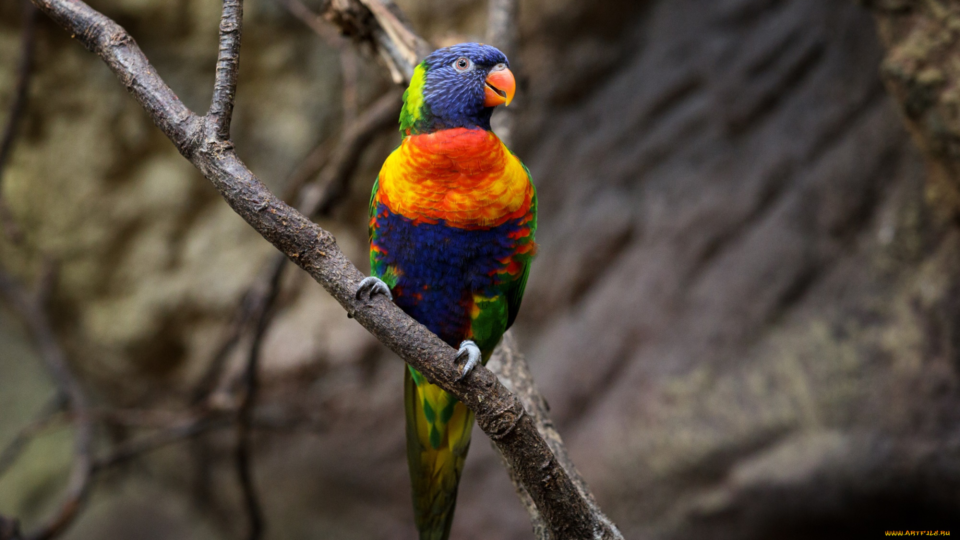 животные, попугаи, зоопарк, красиво, птица