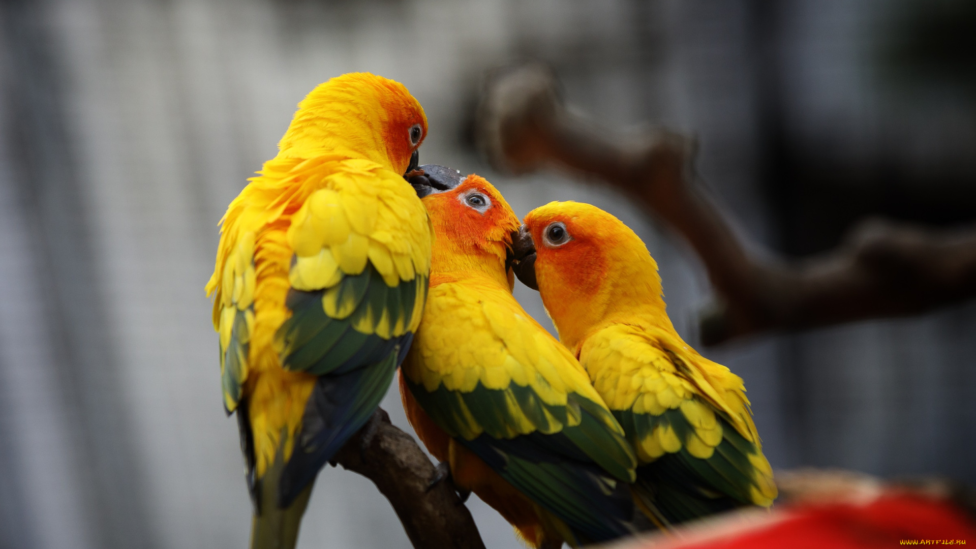 животные, попугаи, зоопарк, красиво, птица