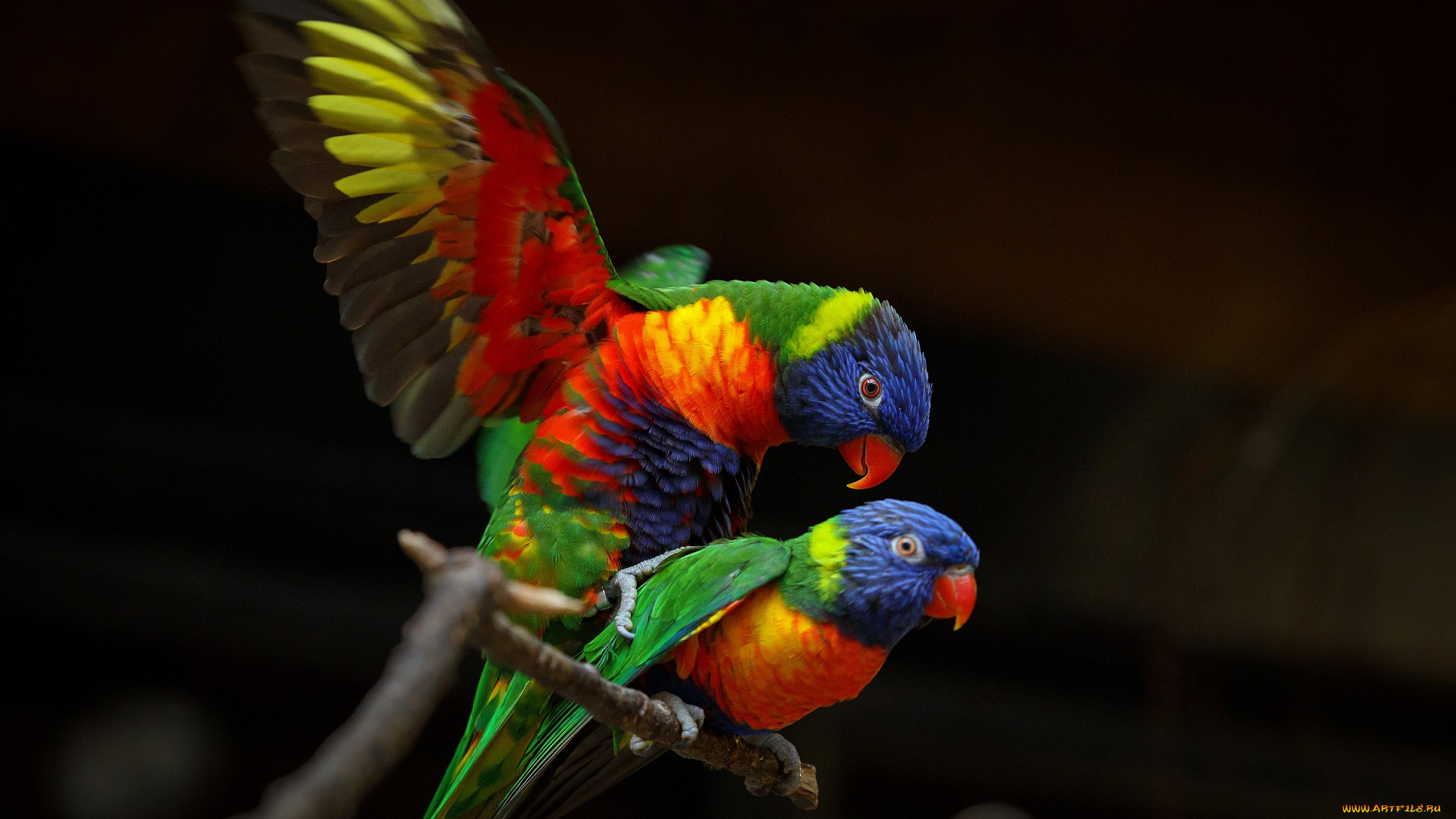 животные, попугаи, зоопарк, краски, птицы, спаривание
