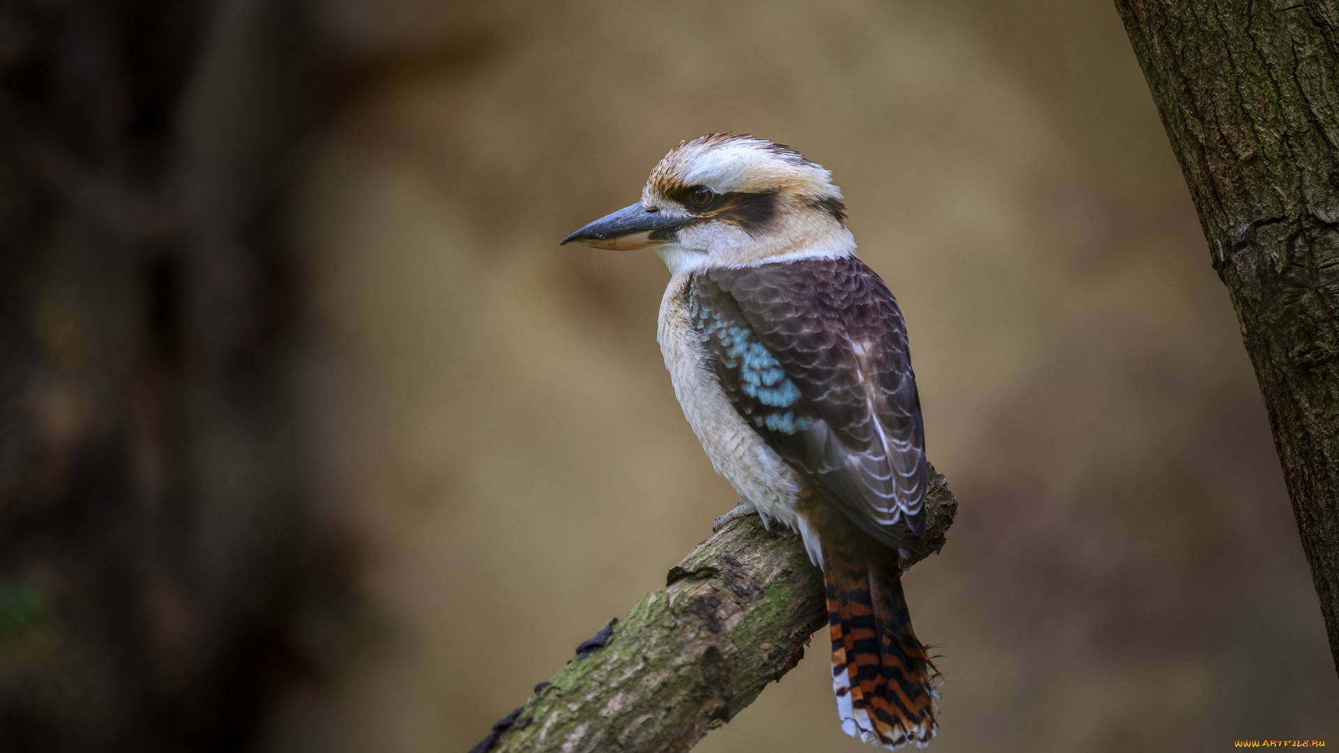 животные, птицы, зоопарк, краски