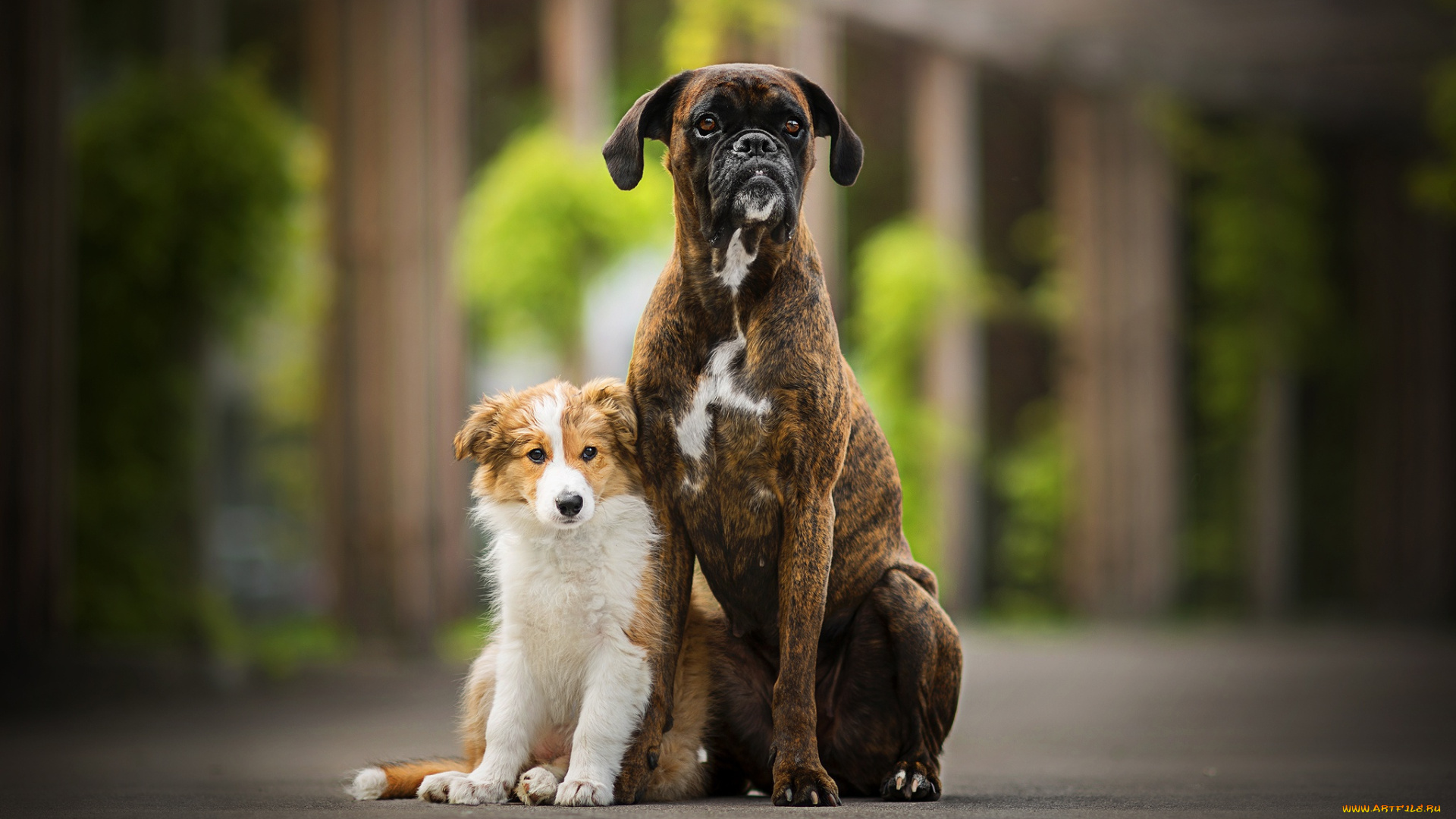 животные, собаки, две, боке, tini, sunny