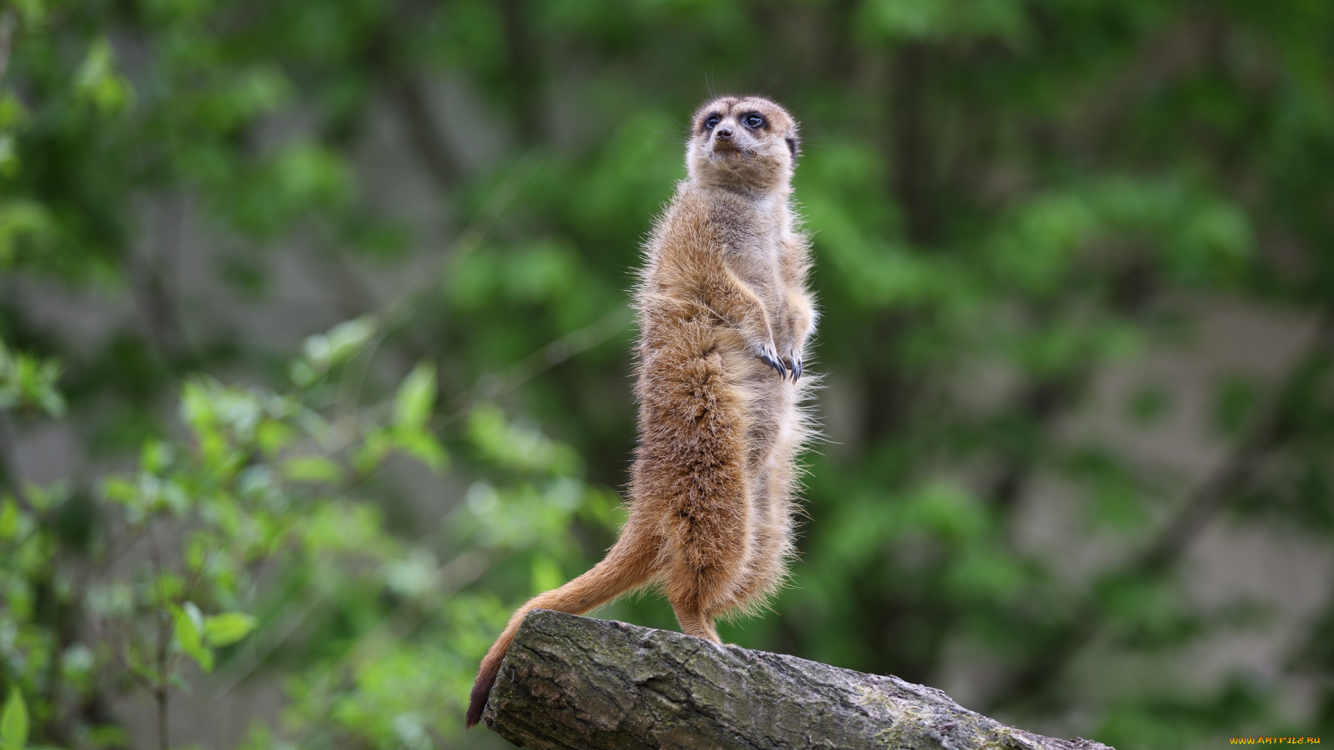 животные, сурикаты, зоопарк, сурикат, толстяк, часовой