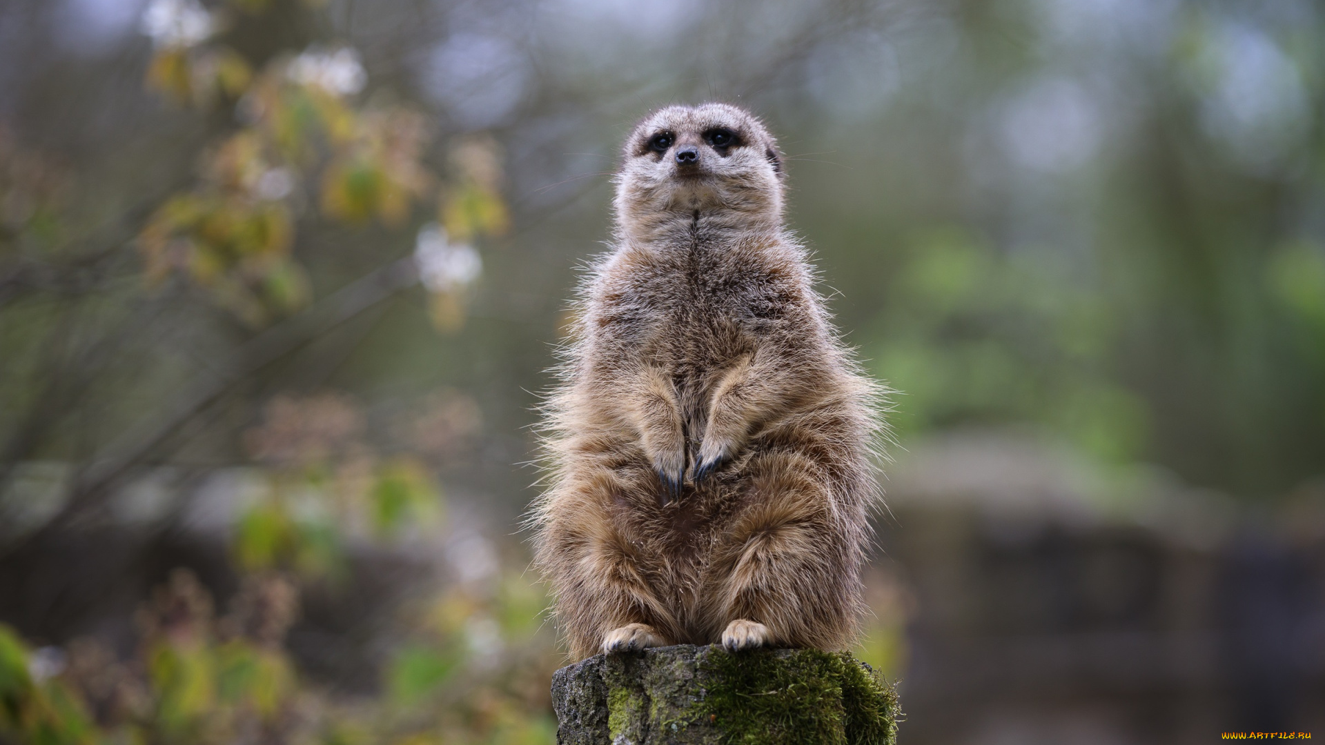 животные, сурикаты, зоопарк, сурикат, толстяк, часовой