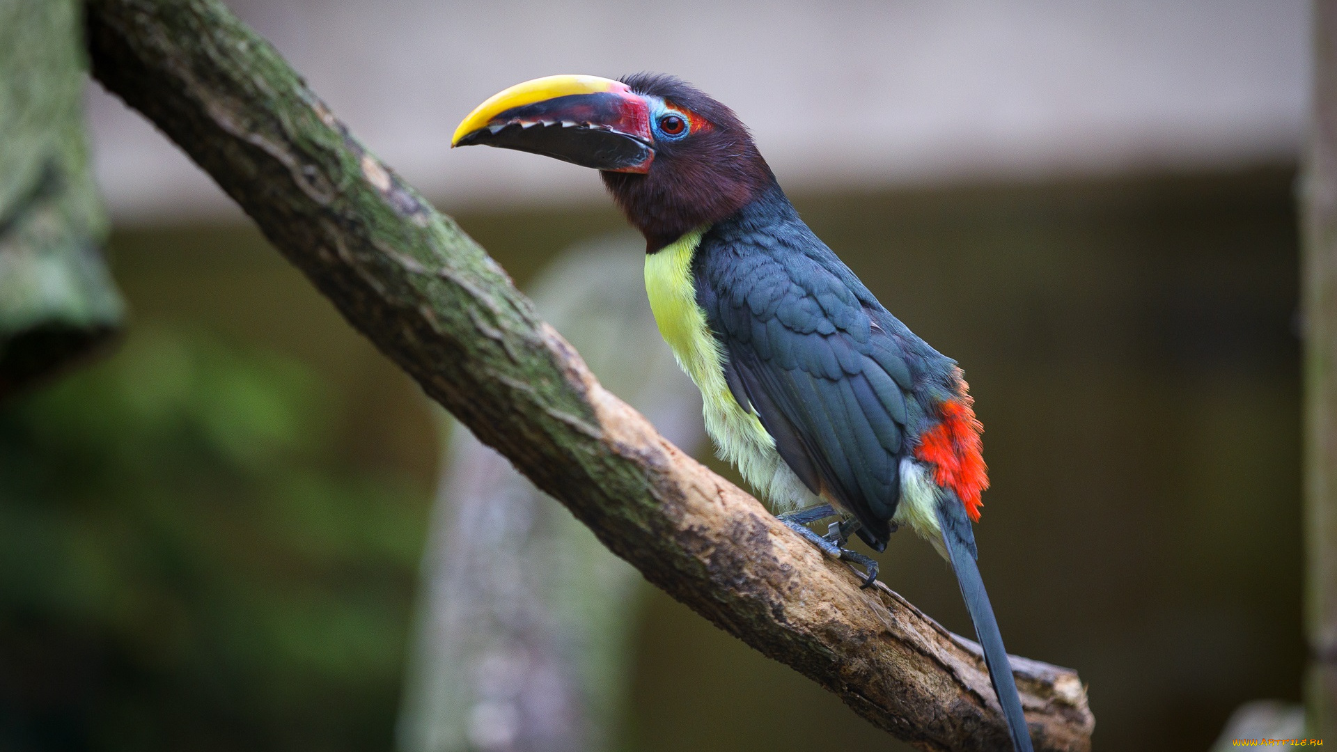 животные, туканы, зоопарк, краски, птицы, тукан