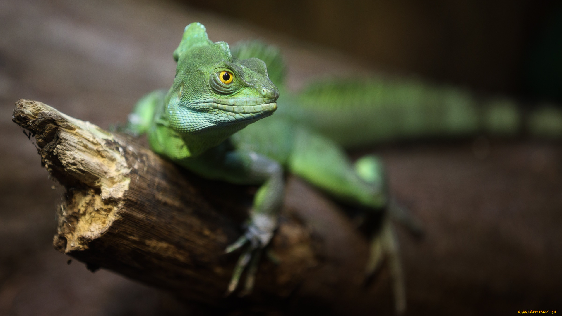 животные, Ящерицы, , игуаны, , вараны, зоопарк, игуана, ящерица, зеленая, фон