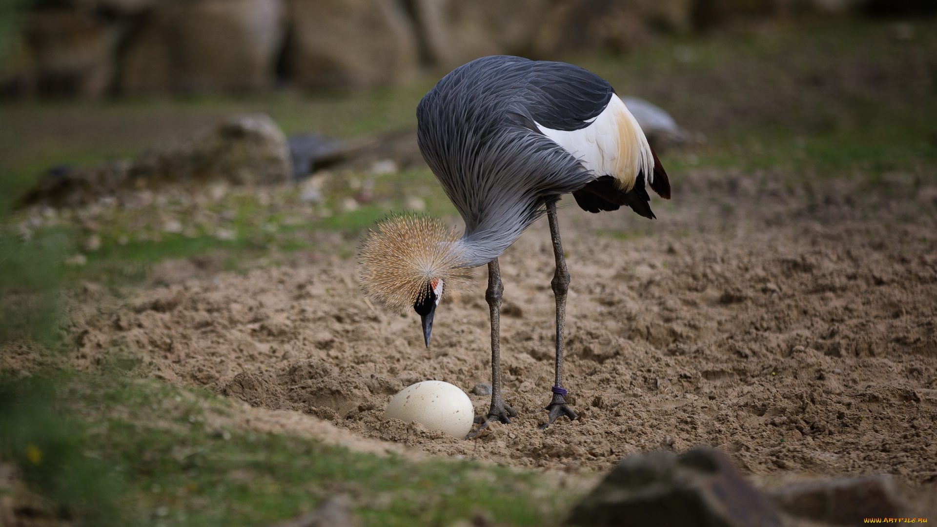 животные, журавли, венценосный, журавль, зоопарк, краски, птицы