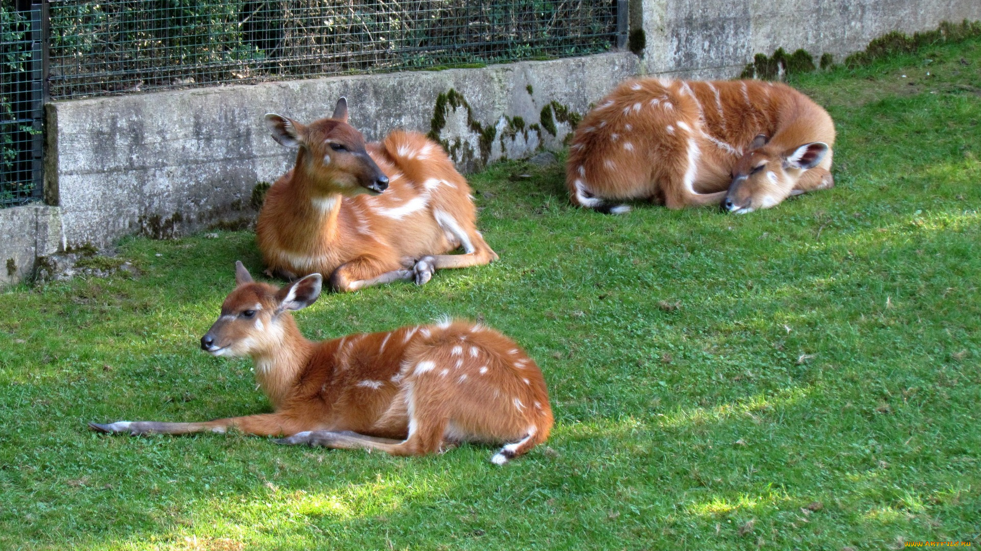 зоопарк, животные, -, другое, трава, трое, решетка