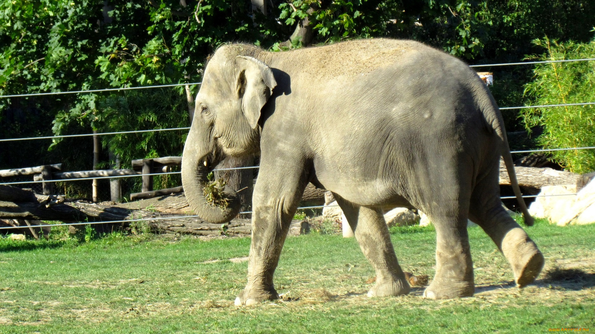 зоопарк, животные, слоны, бревно, растения, деревья, трава, проволока