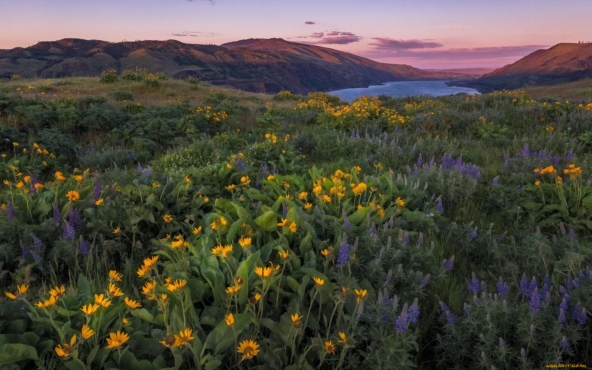 природа, луга, луг, горы