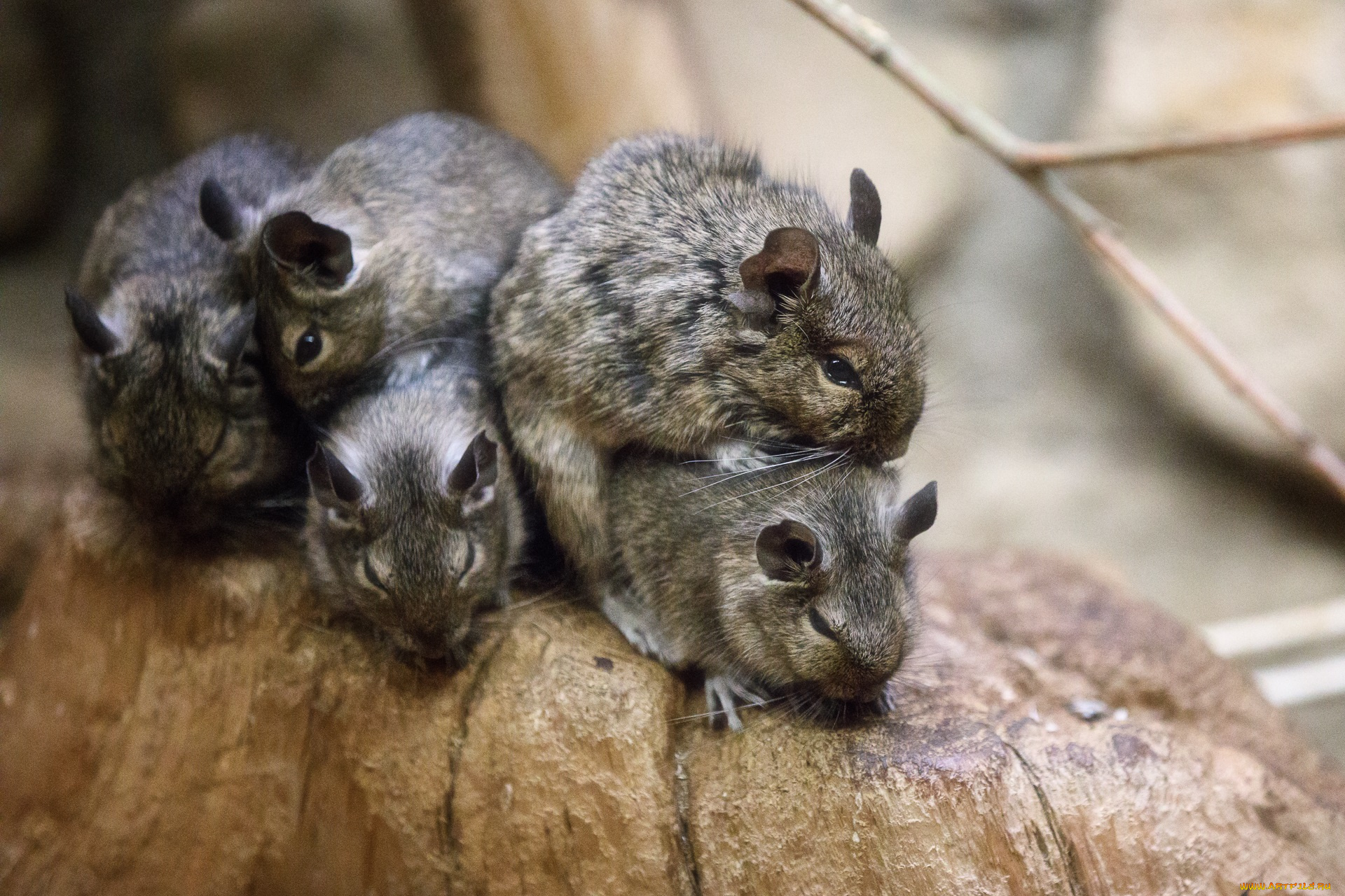 животные, крысы, , мыши, весна, зоопарк, мыши