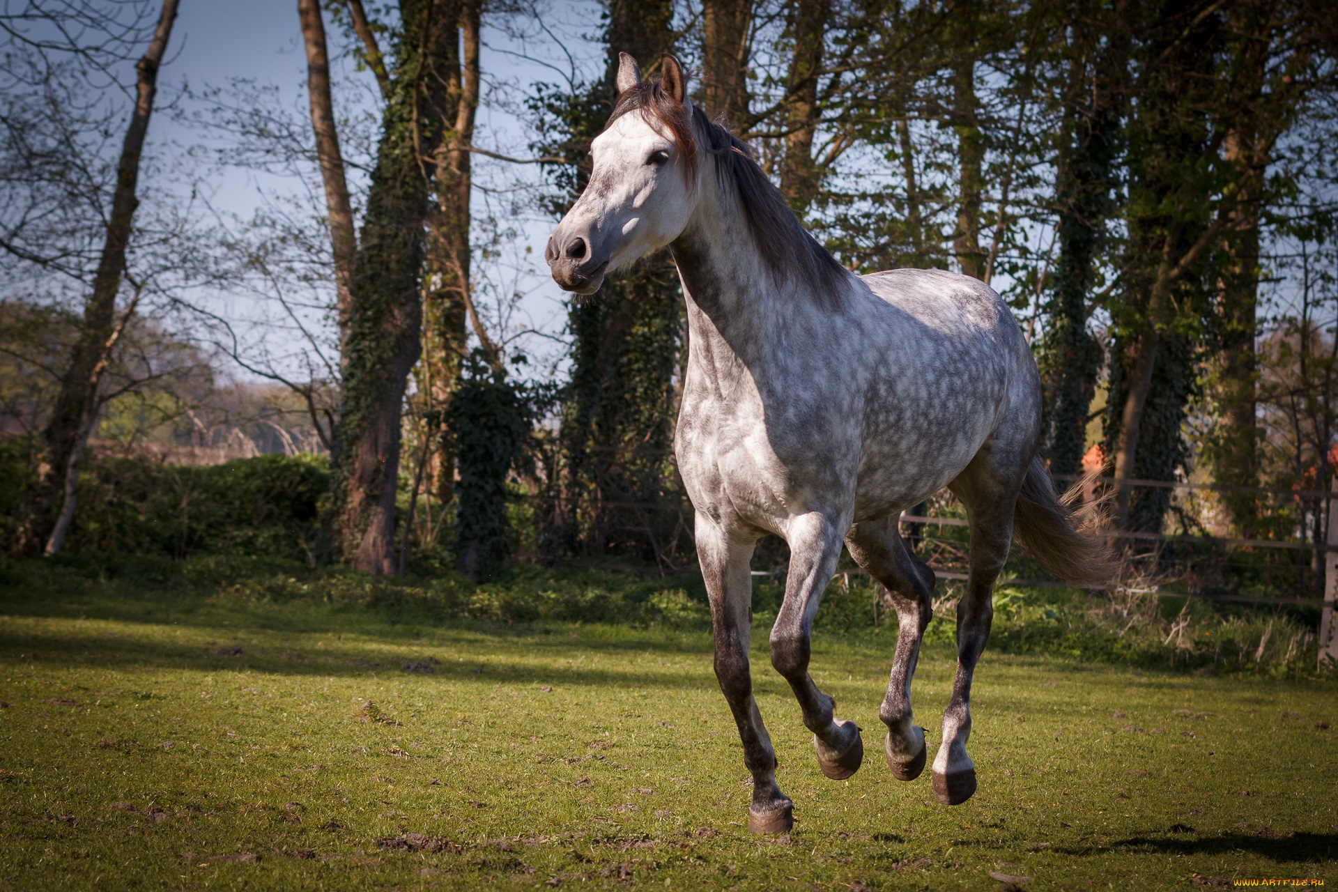 животные, лошади, лошадь, окрас, грива, большая