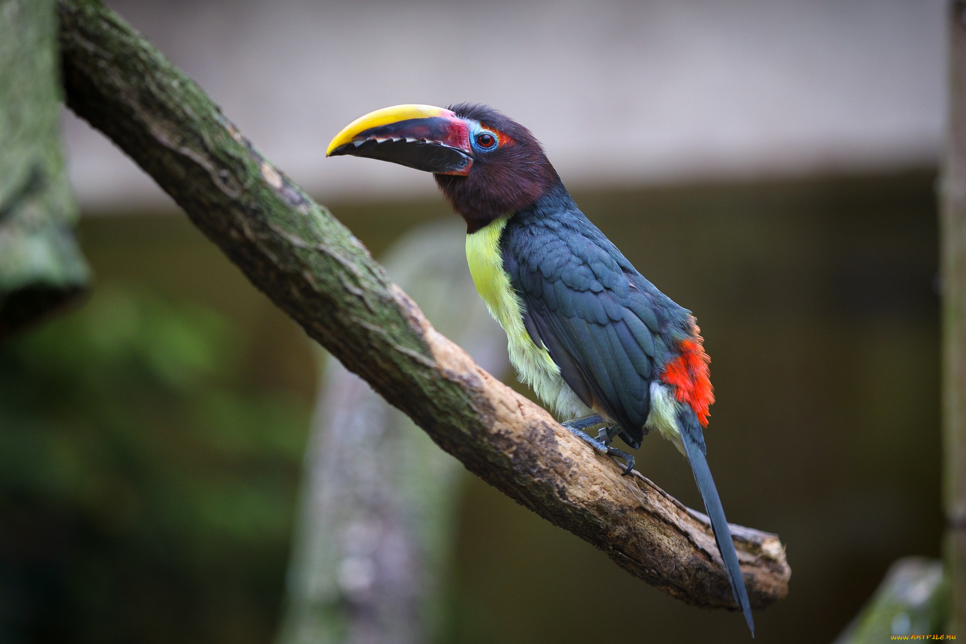 животные, туканы, зоопарк, краски, птицы, тукан