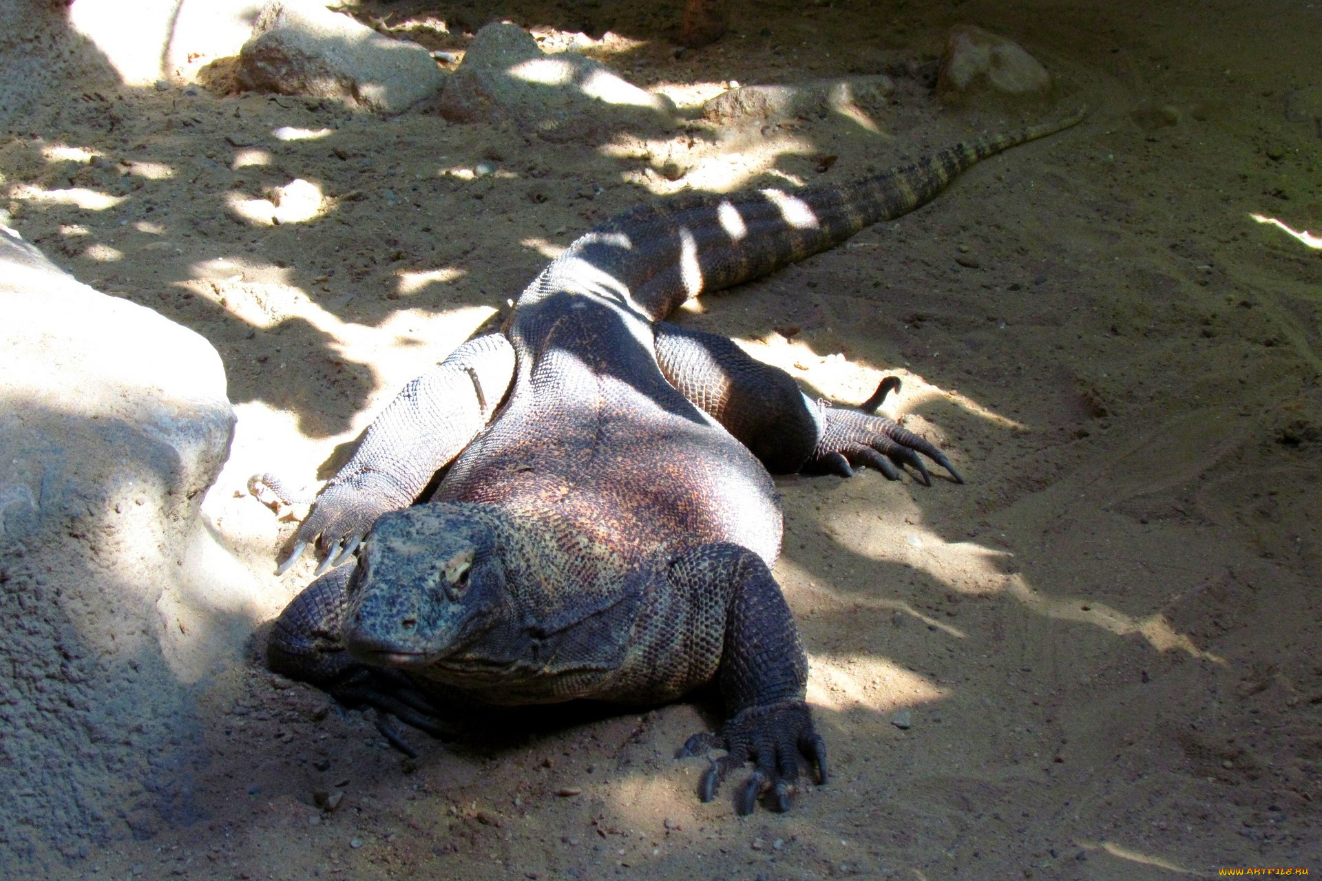 животные, Ящерицы, , игуаны, , вараны, песок, камни