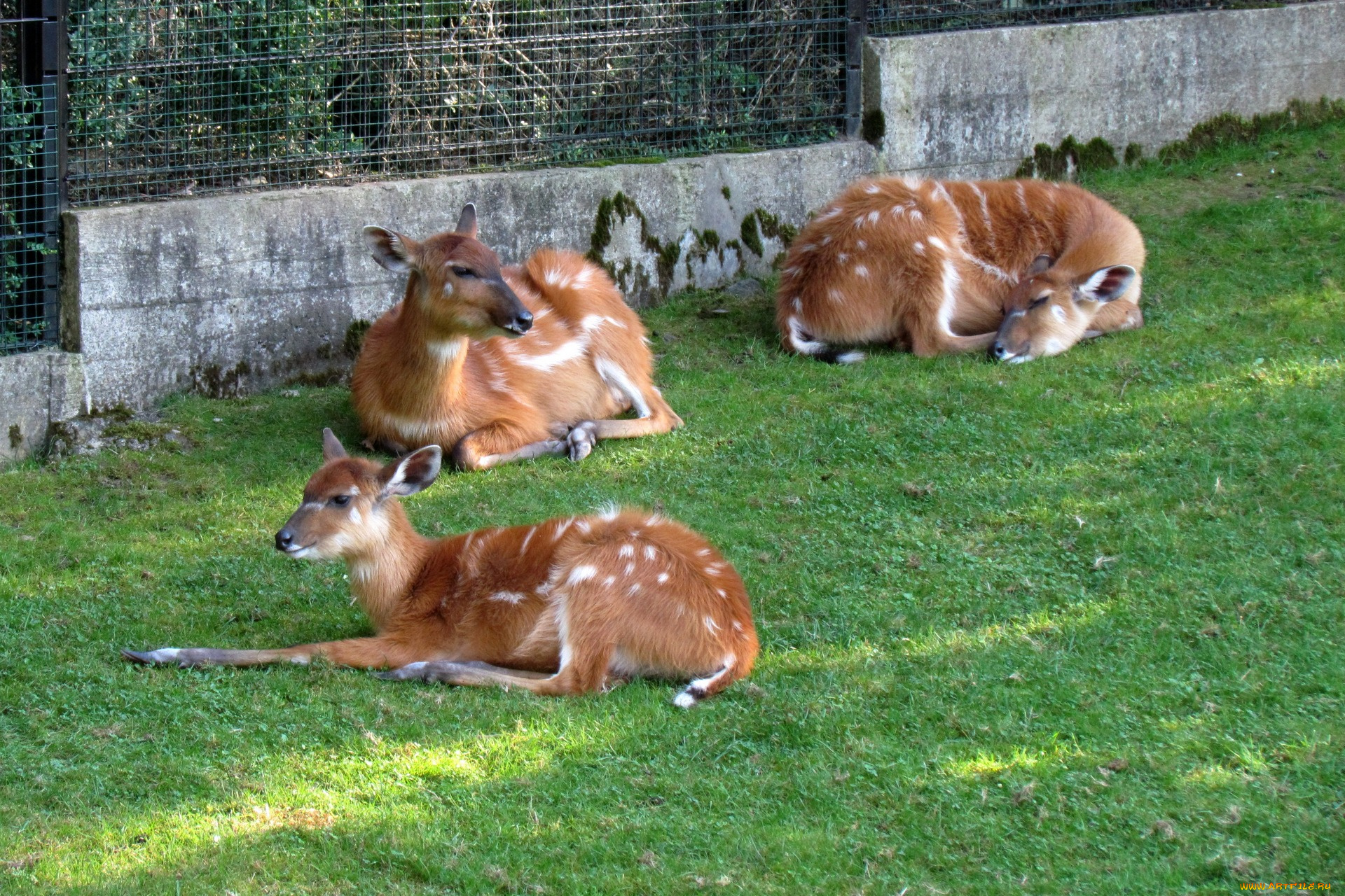 зоопарк, животные, -, другое, трава, трое, решетка