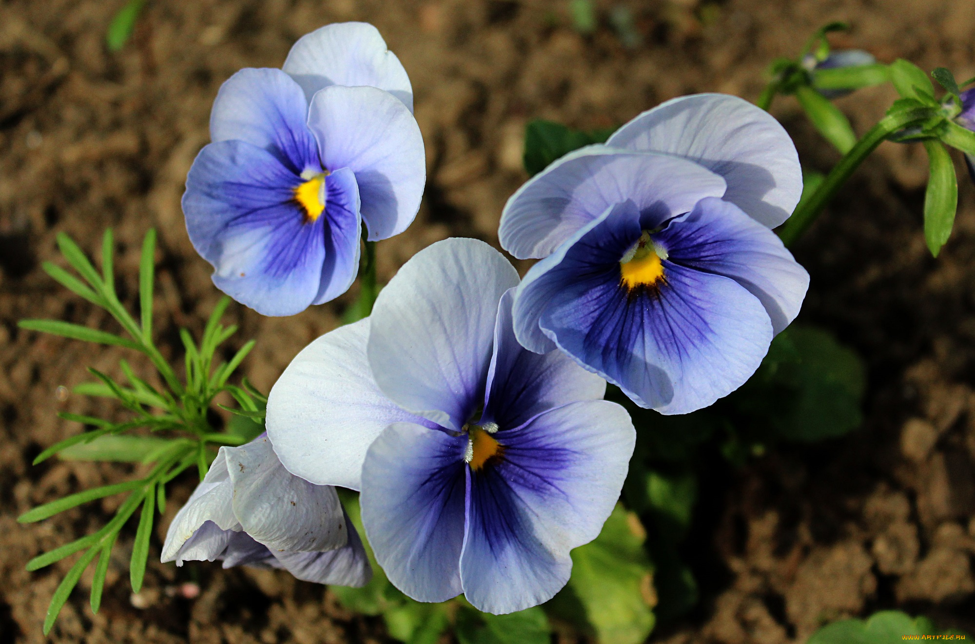 цветы, анютины, глазки, , садовые, фиалки, флора, растения, макро, анютины, глазки, садовые, лето