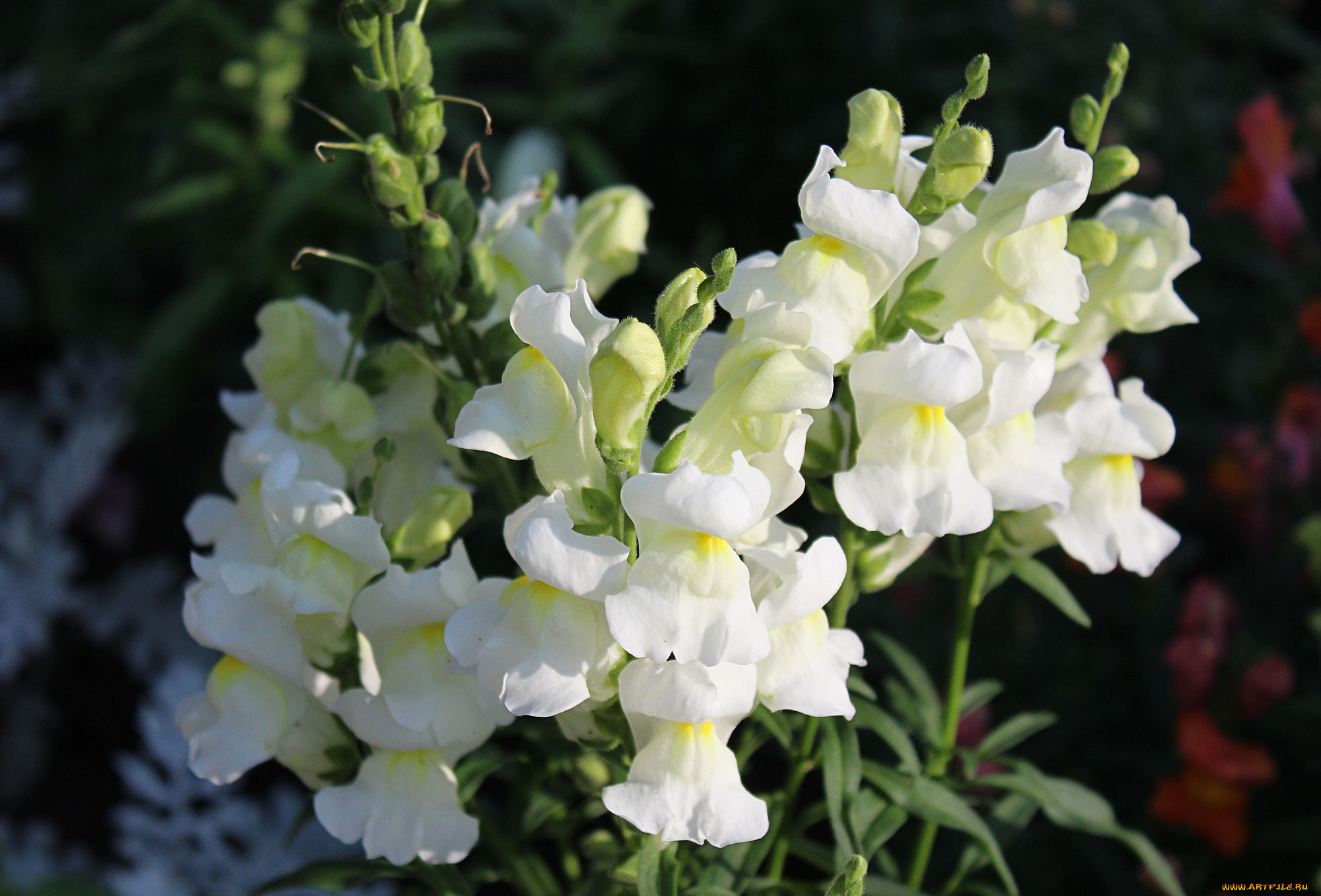 цветы, львиный, зев, лето, растения, макро, флора, садовые, львиный, зев