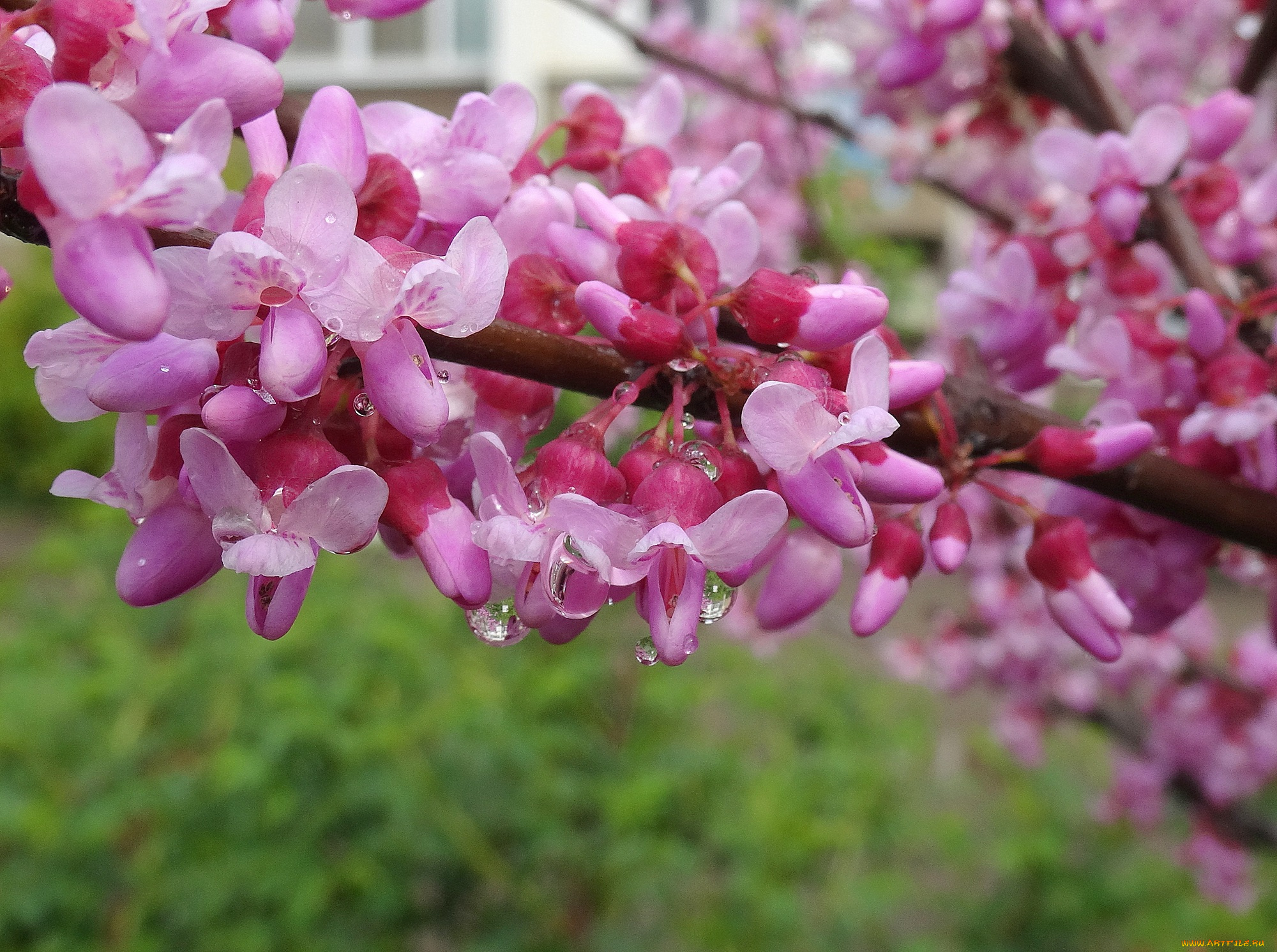 цветы, цветущие, деревья, , , кустарники, церцис, европейский, иудово, дерево, иудино, цветущие, деревья, весна, 2017, багряник, обыкновенный, краснодар