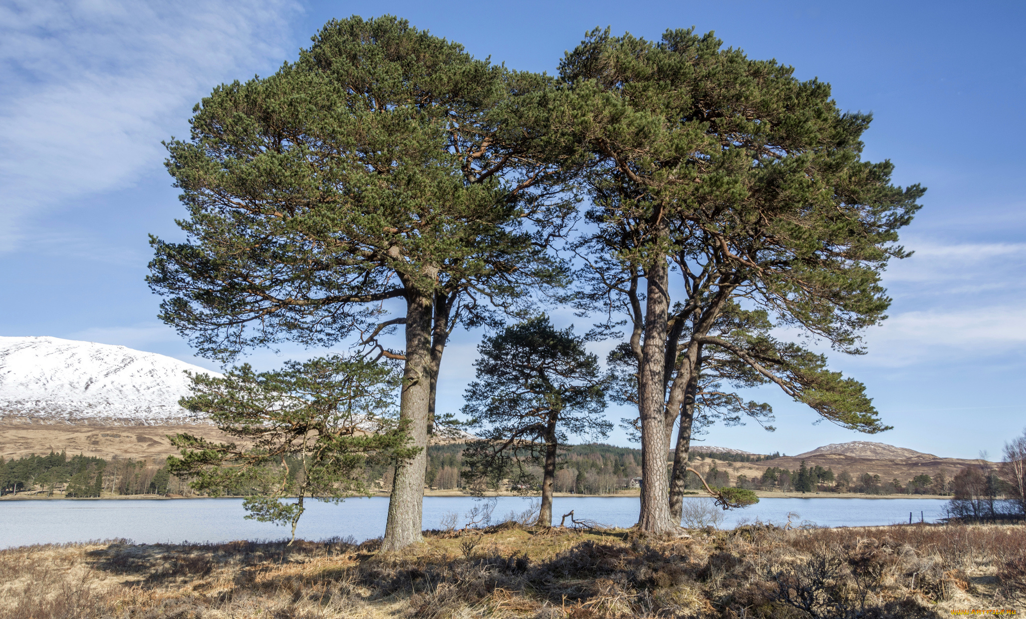 природа, деревья, простор