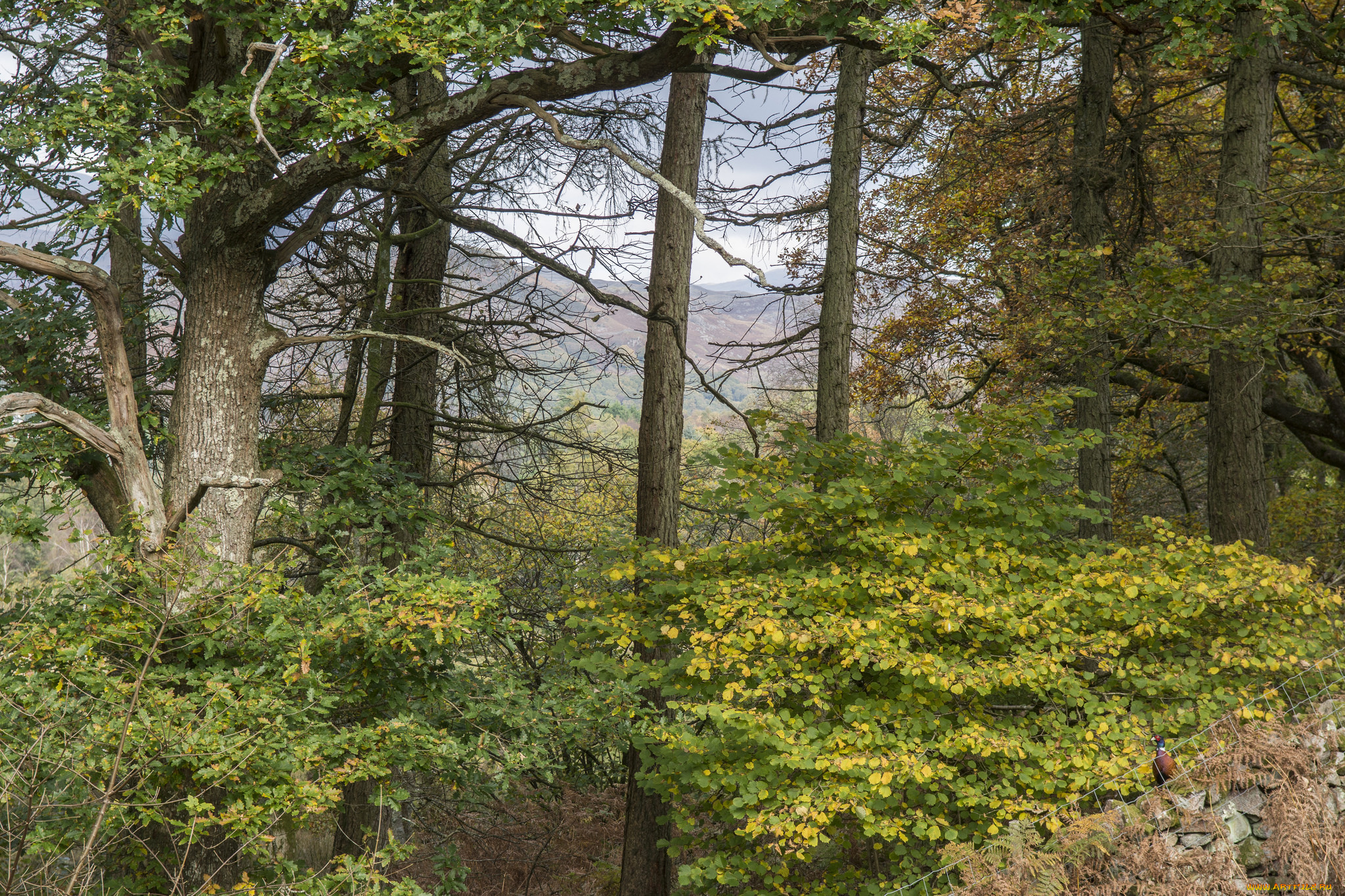 природа, лес, простор