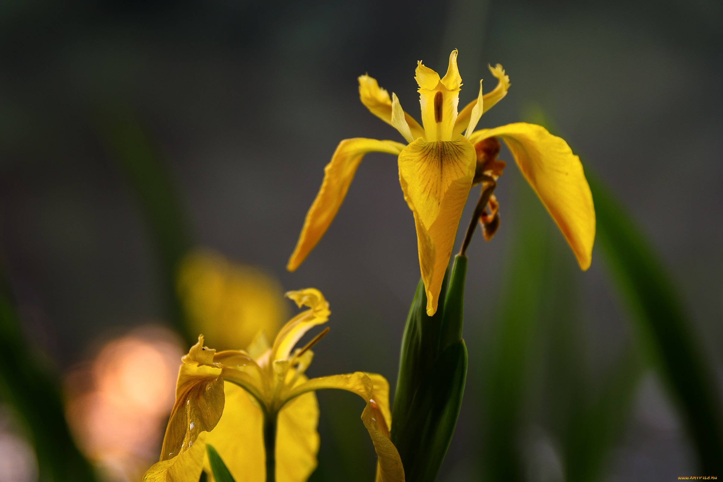 цветы, ирисы, красиво, лето