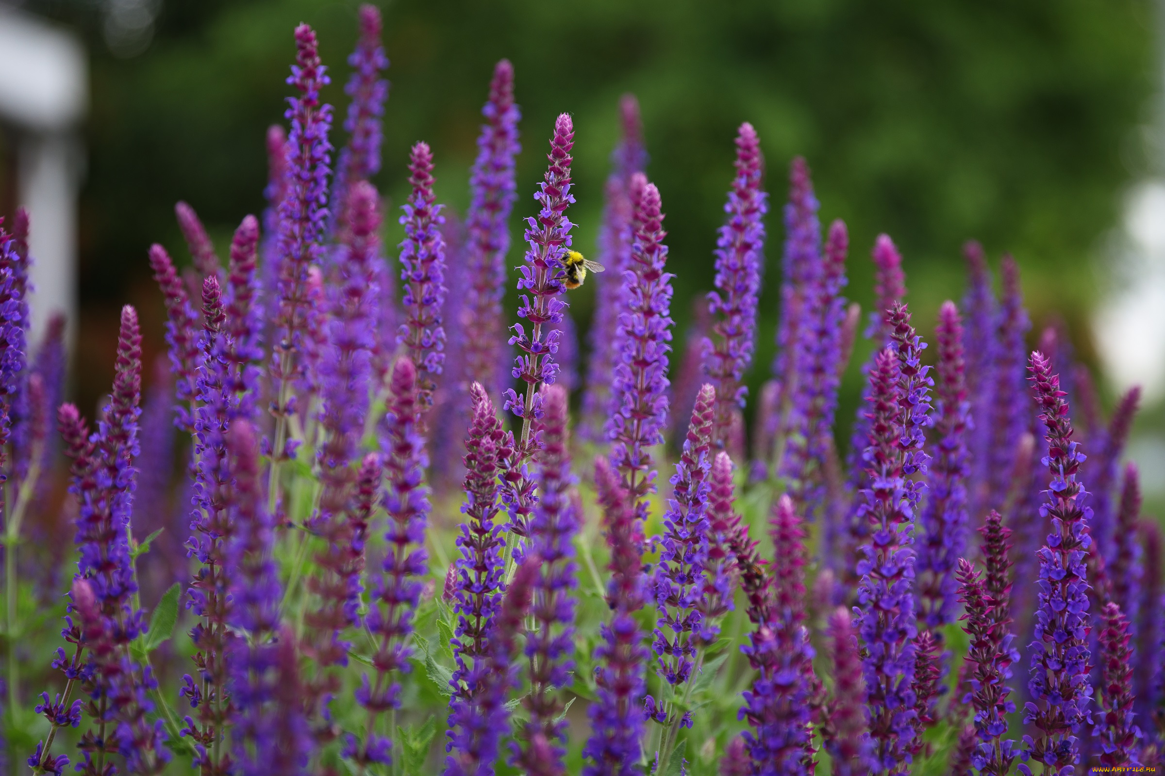 цветы, лаванда, красиво, лето