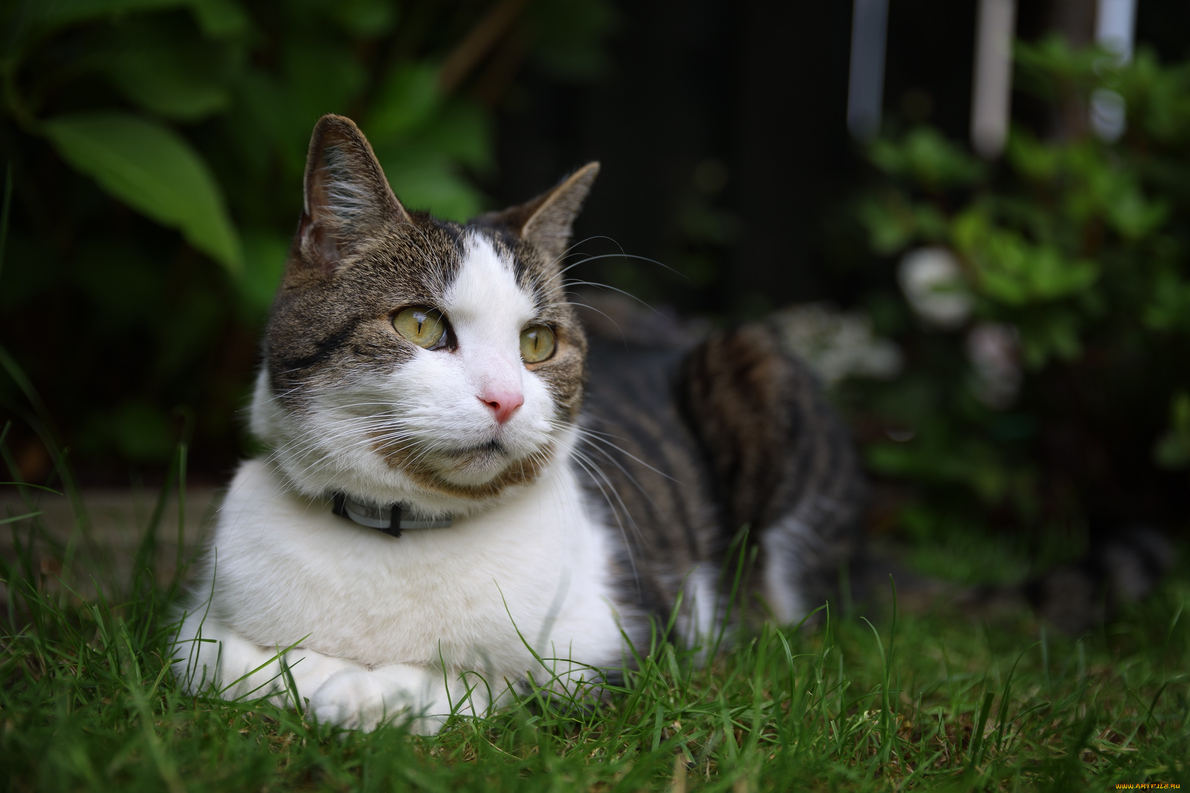 животные, коты, кошка, окрас, шерсть, порода, животное