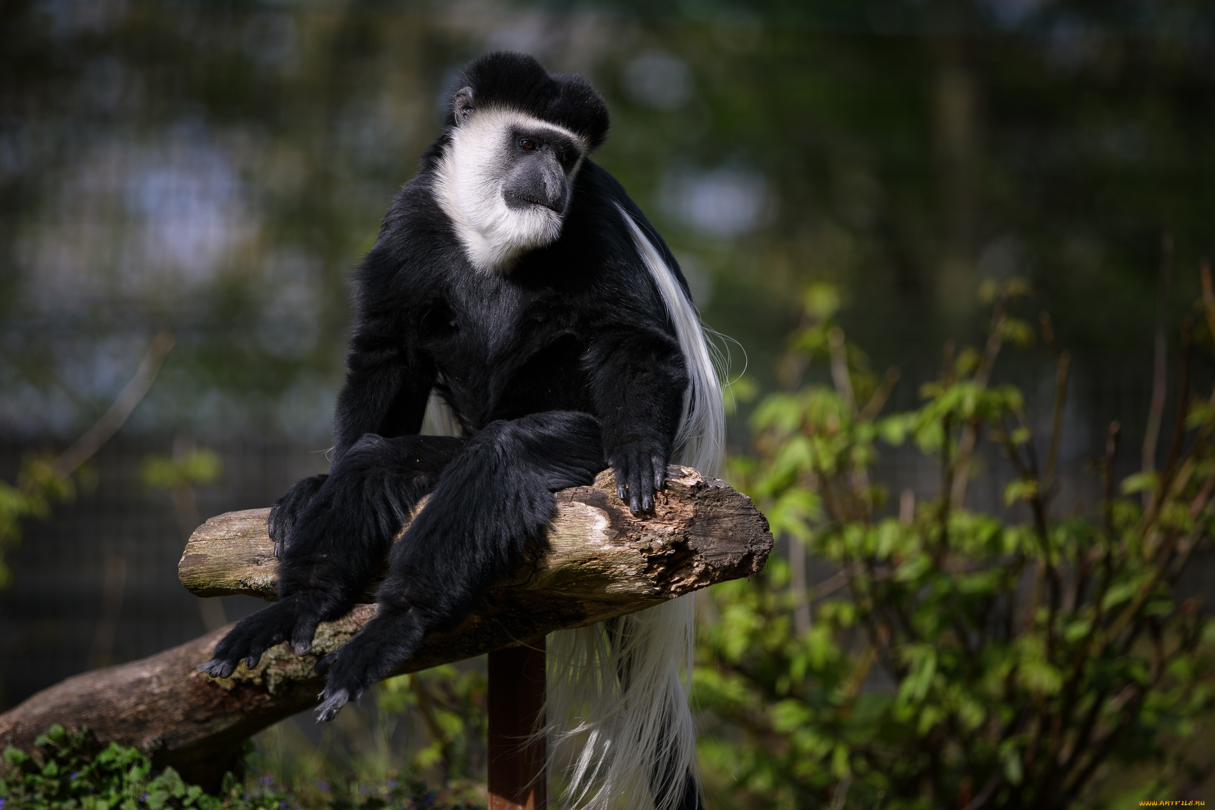 животные, обезьяны, зоопарк, колобус, обезьяна