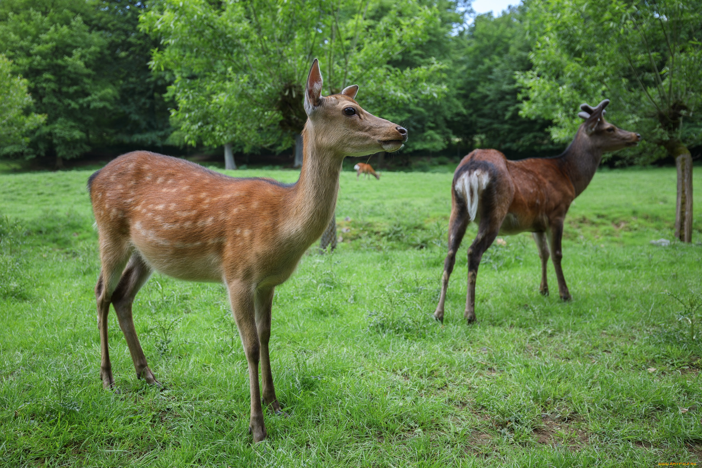 животные, олени, звери, лето, природа
