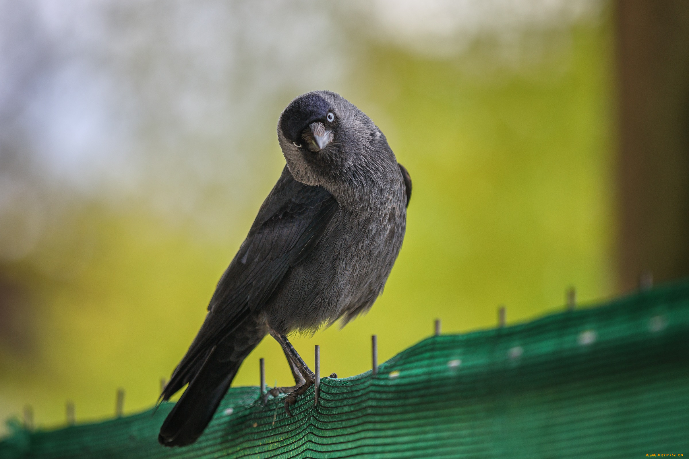 животные, птицы, брызги, вода, галка, красиво, любопытство, птица, смешно