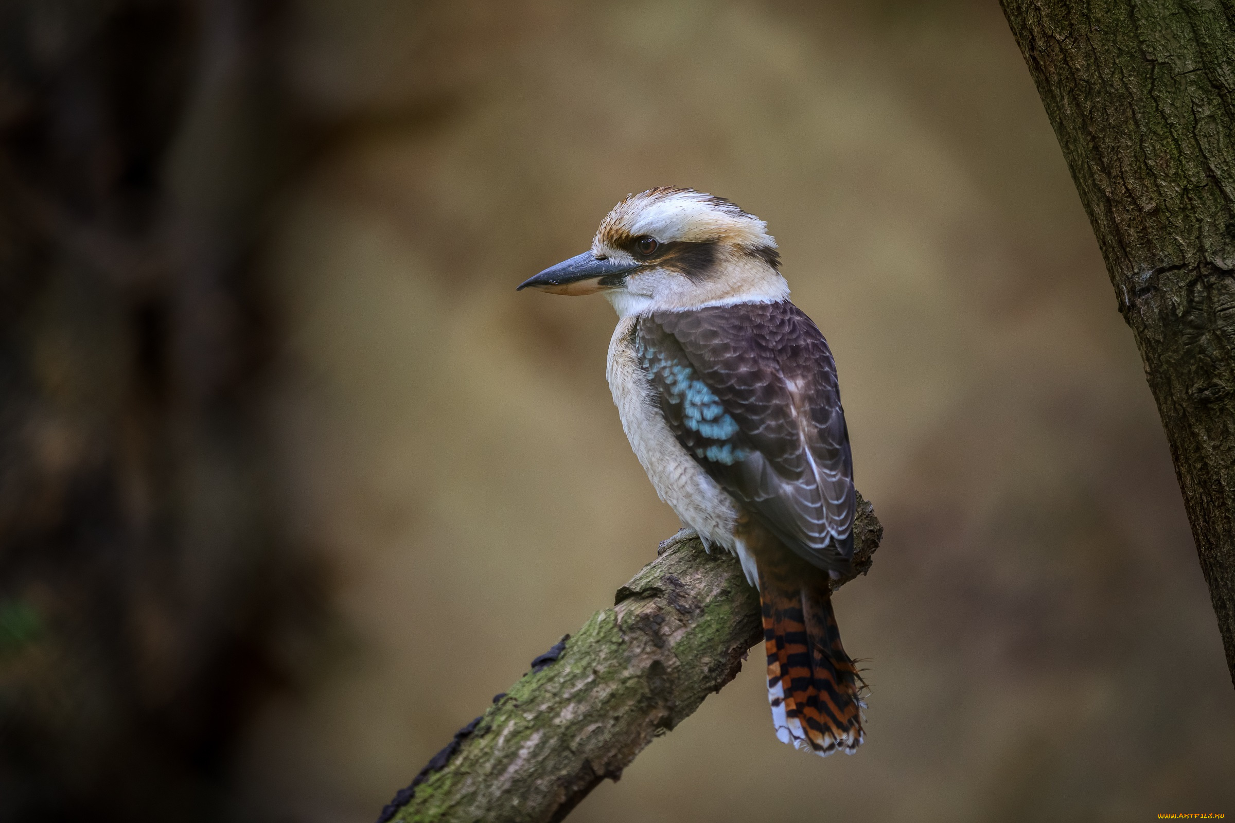 животные, птицы, зоопарк, краски