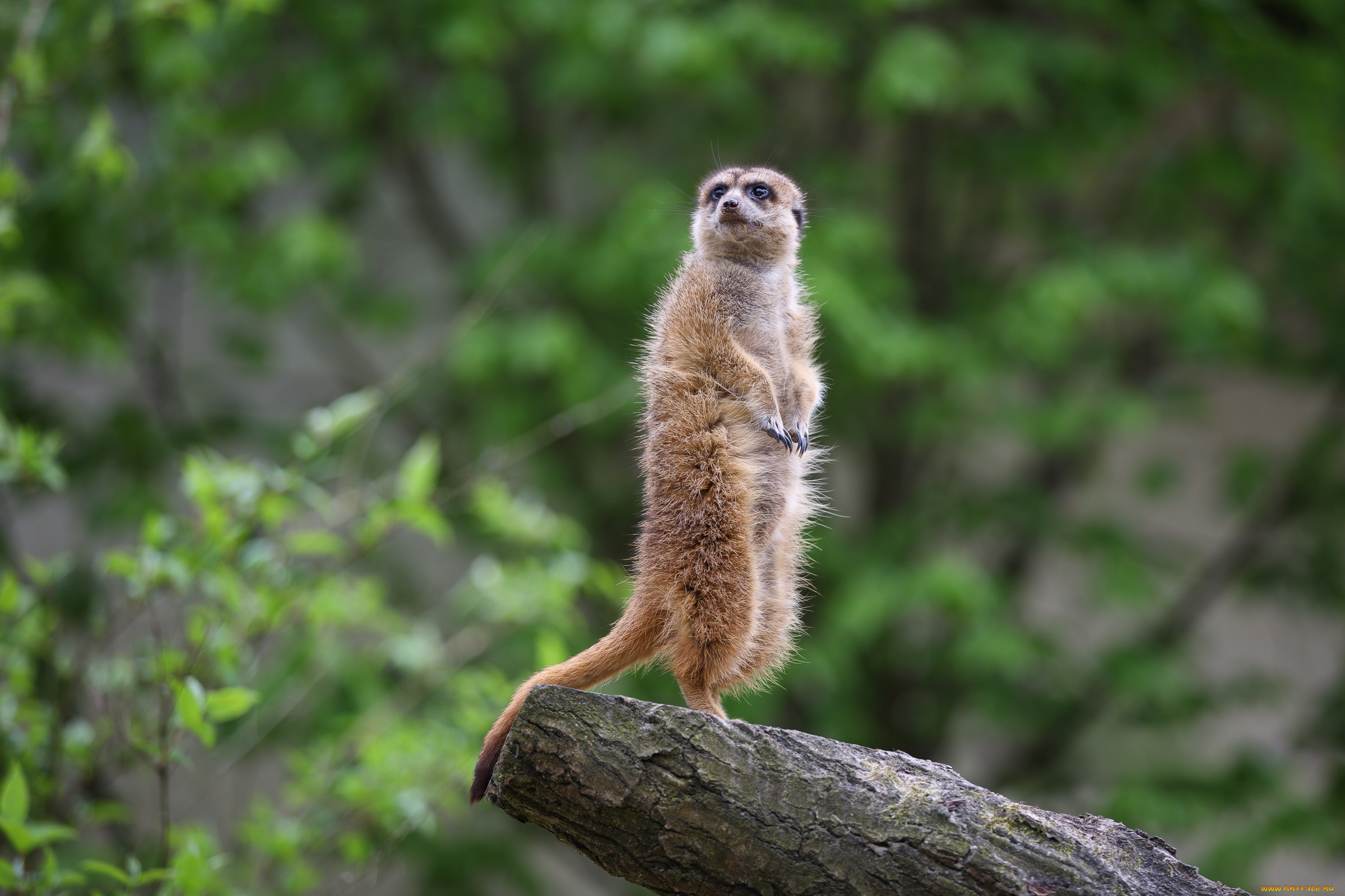 животные, сурикаты, зоопарк, сурикат, толстяк, часовой