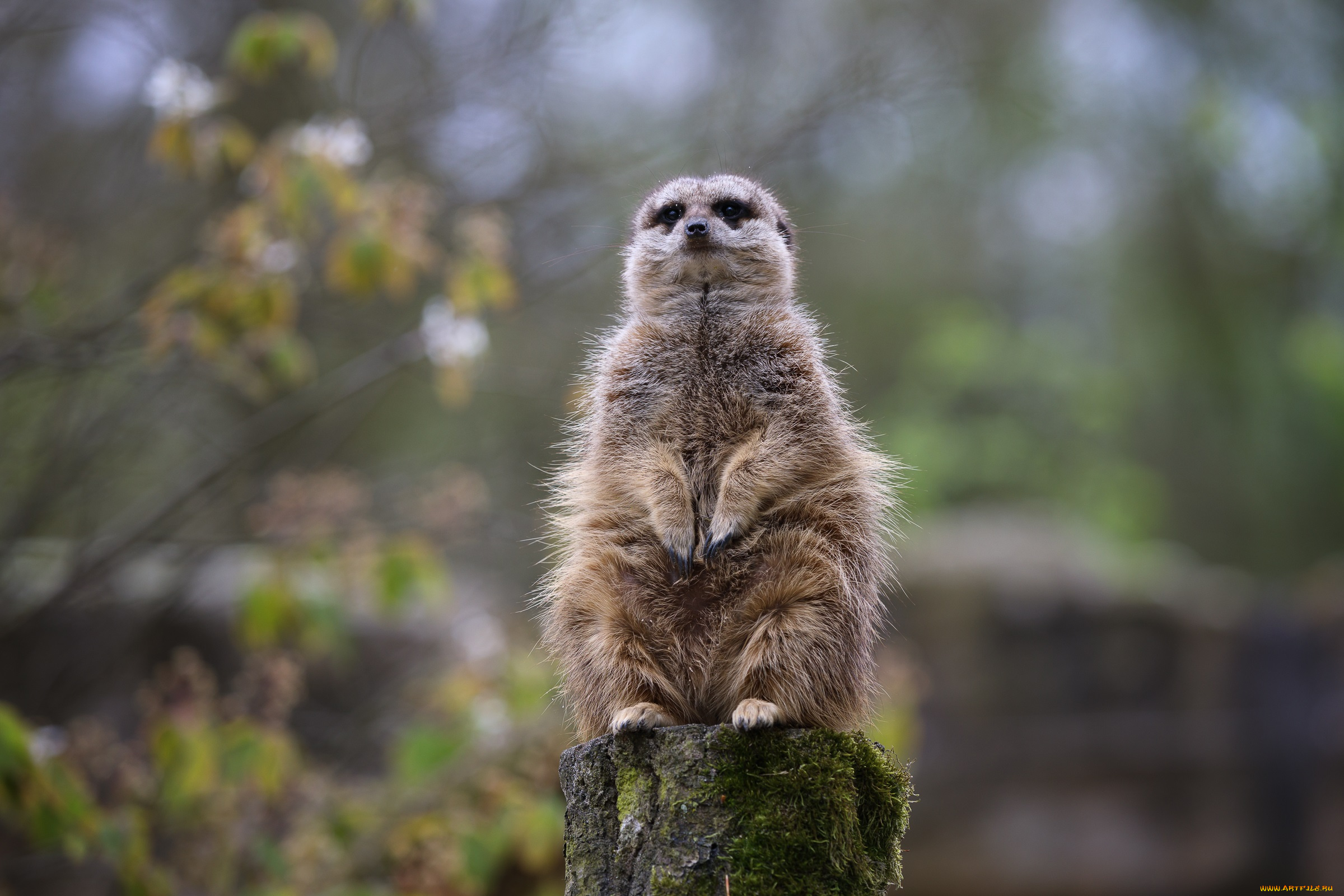 животные, сурикаты, зоопарк, сурикат, толстяк, часовой