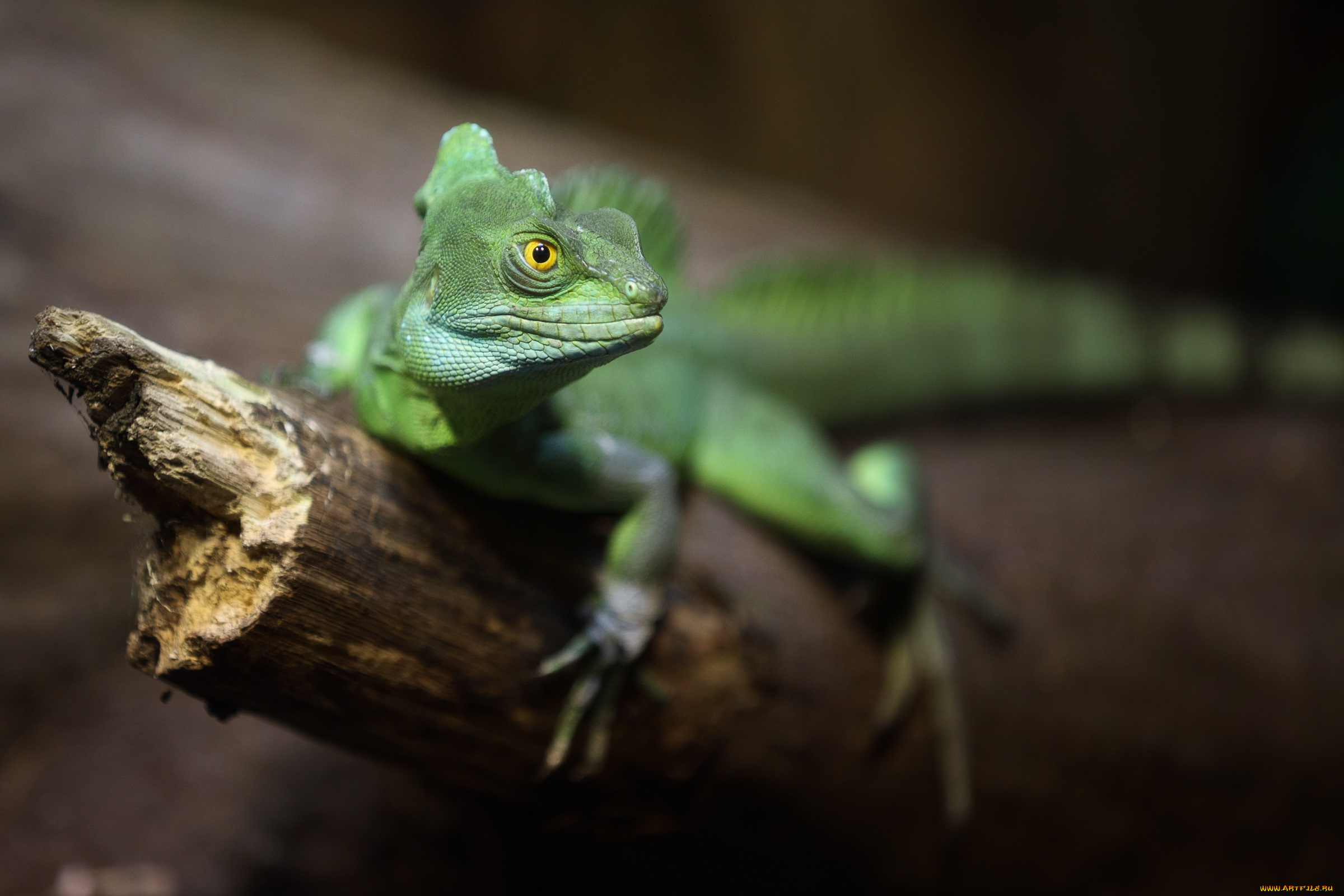 животные, Ящерицы, , игуаны, , вараны, зоопарк, игуана, ящерица, зеленая, фон