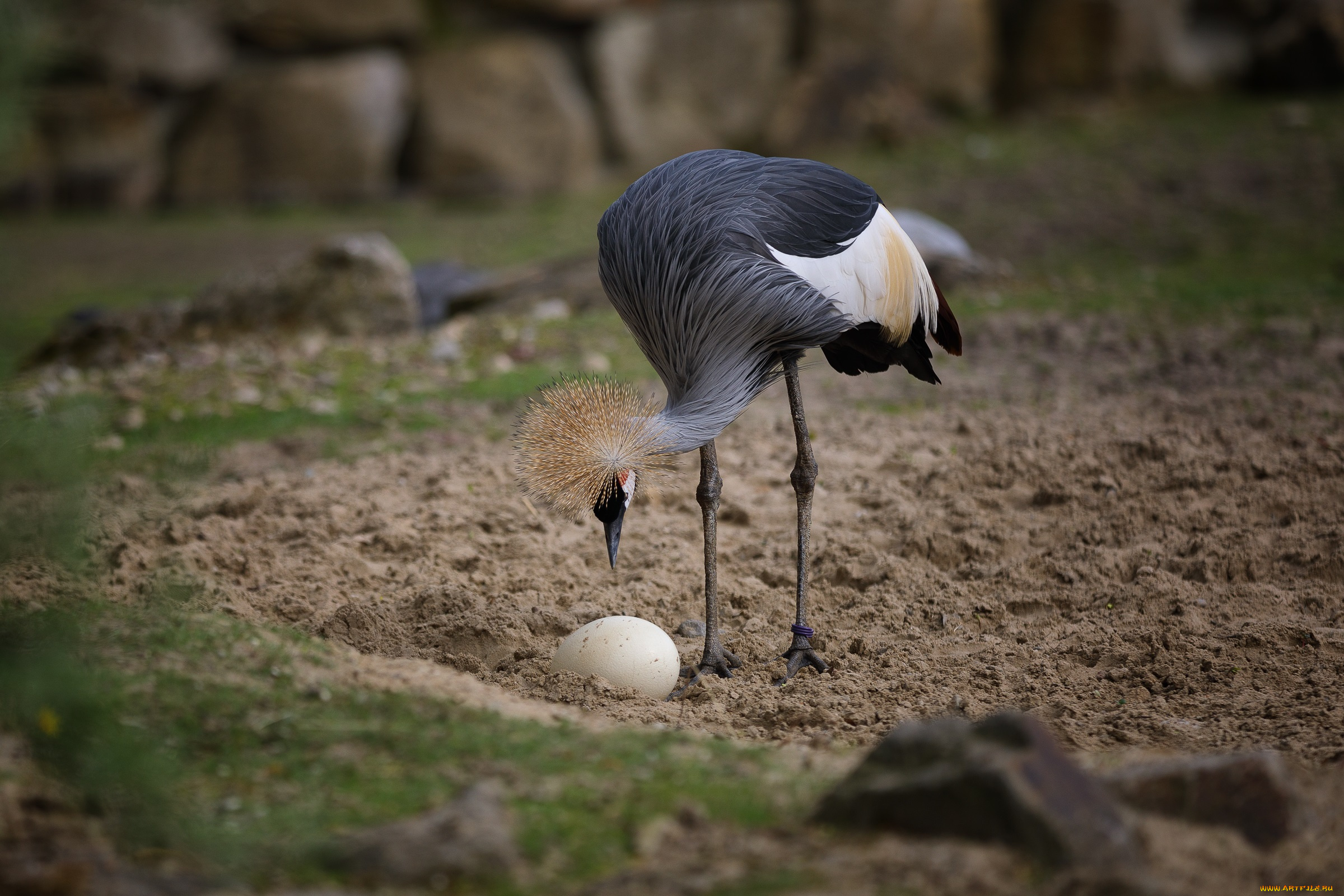 животные, журавли, венценосный, журавль, зоопарк, краски, птицы