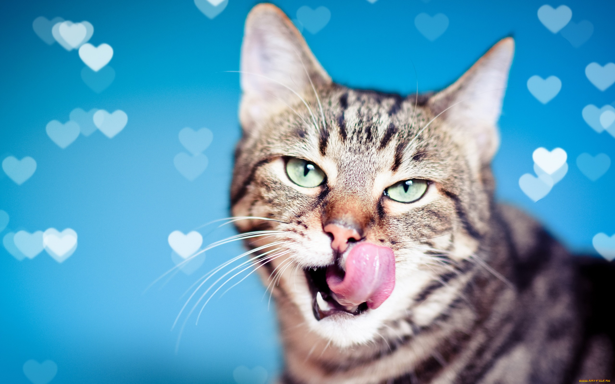 животные, коты, мордочка, сердечки, фон, взгляд, кот, кошка, язык