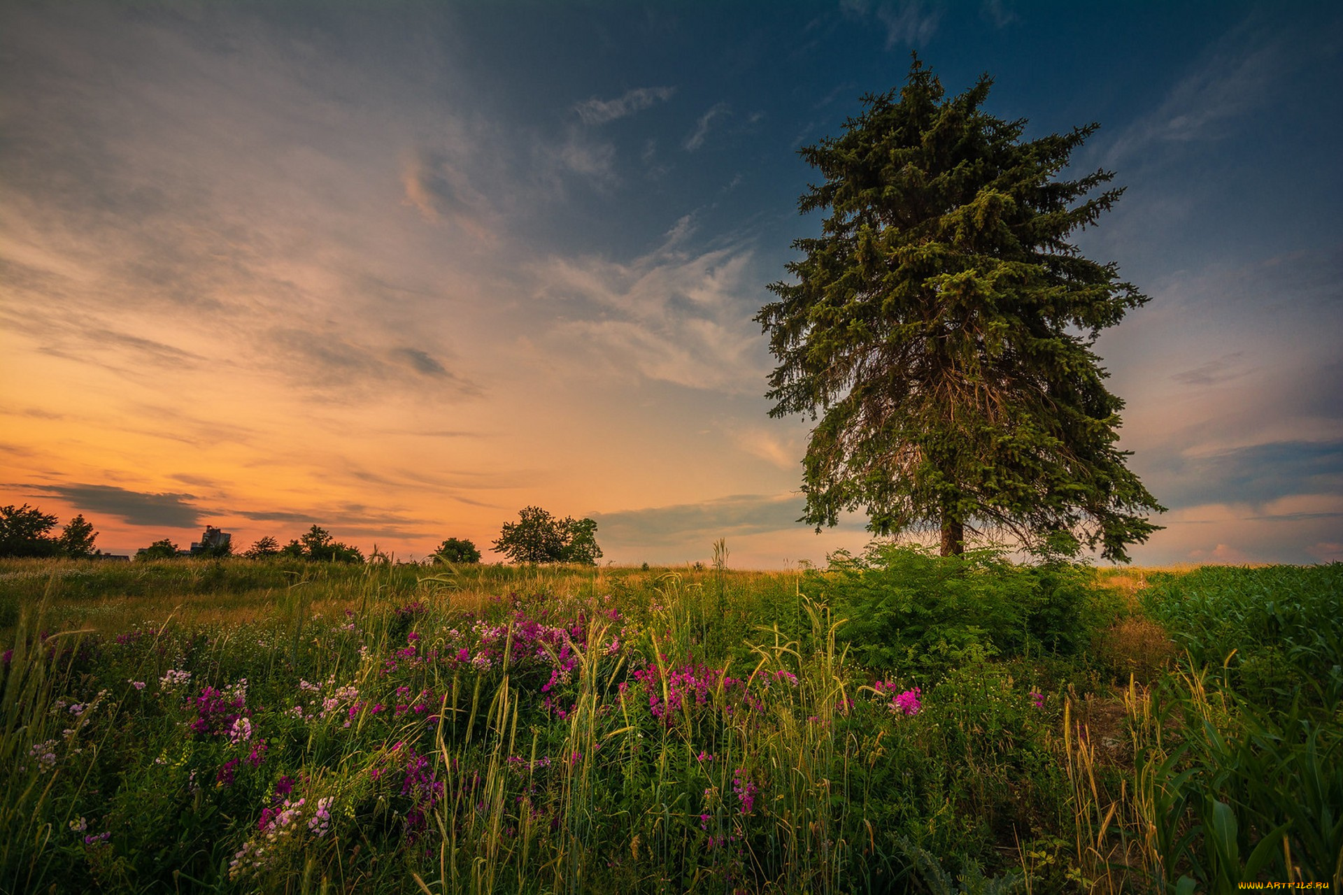 природа, луга, простор