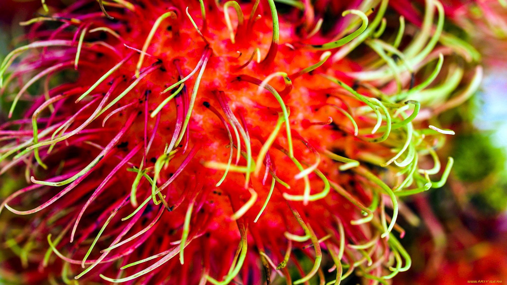 еда, рамбутан, экзотический, фрукт