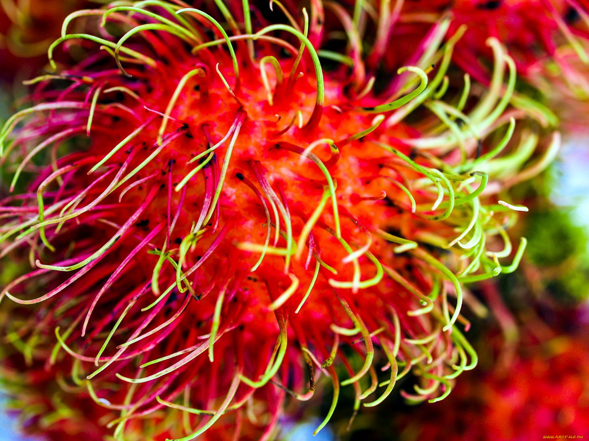 еда, рамбутан, экзотический, фрукт