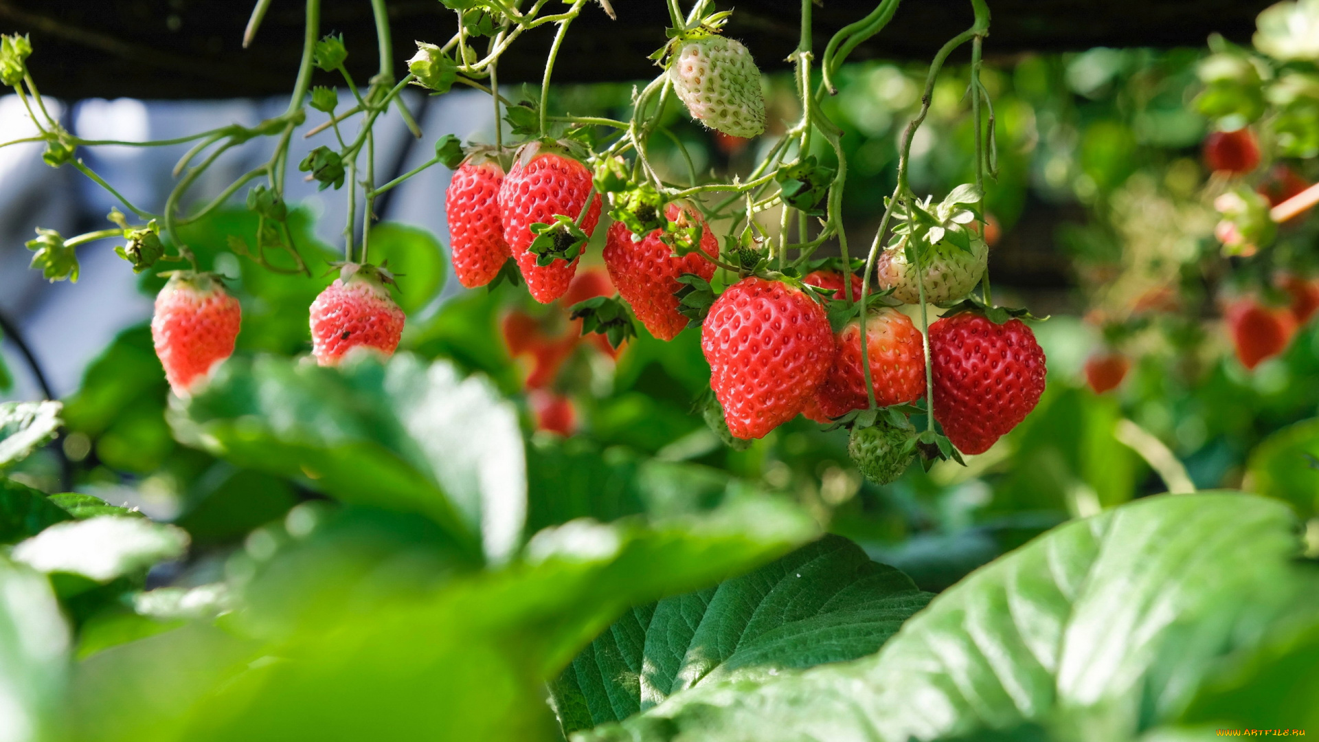 природа, ягоды, клубника