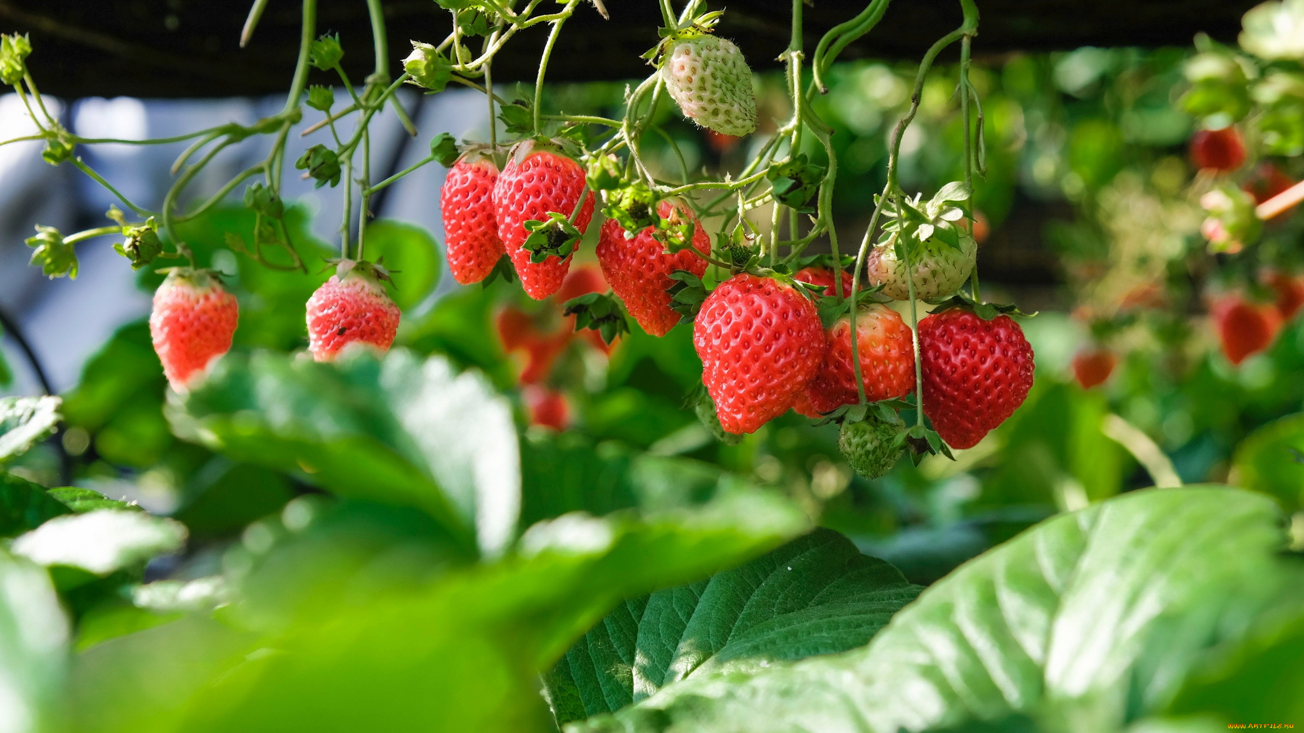 природа, ягоды, клубника