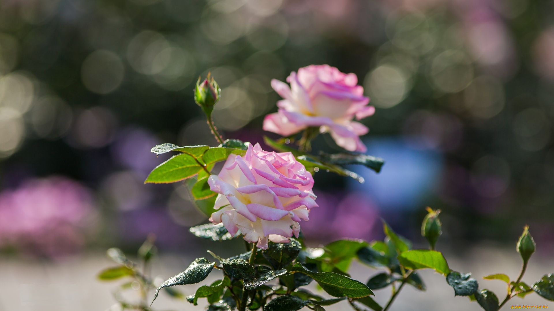 цветы, розы