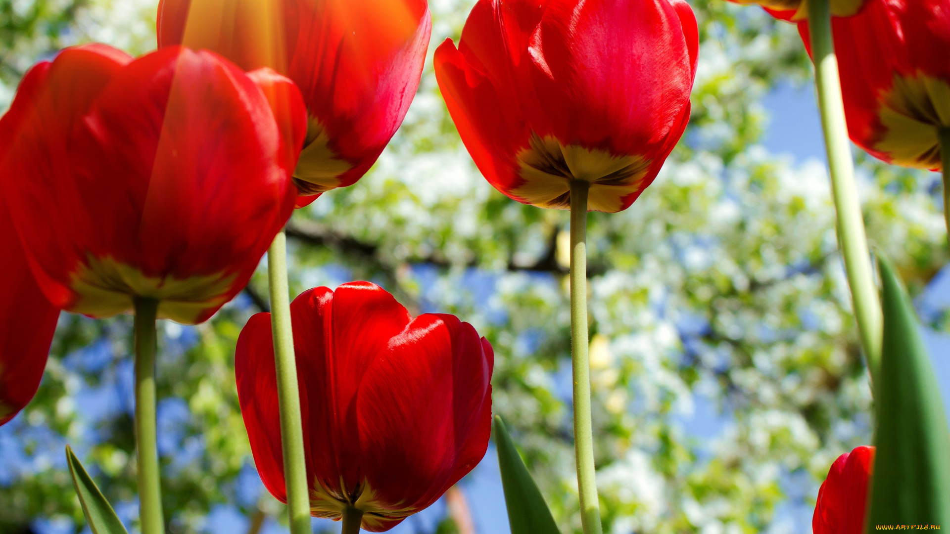 цветы, тюльпаны, весна