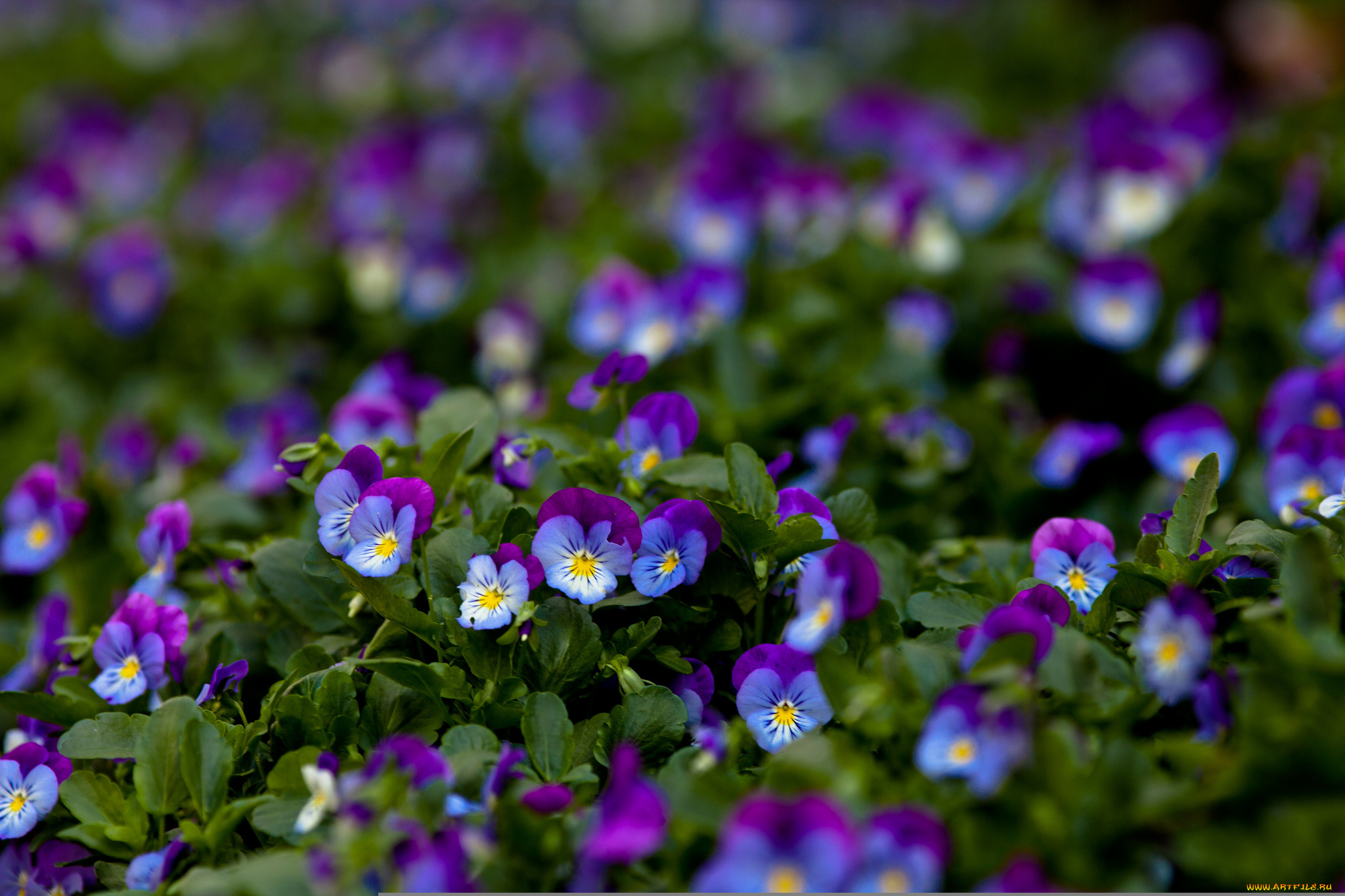 цветы, анютины, глазки, , садовые, фиалки